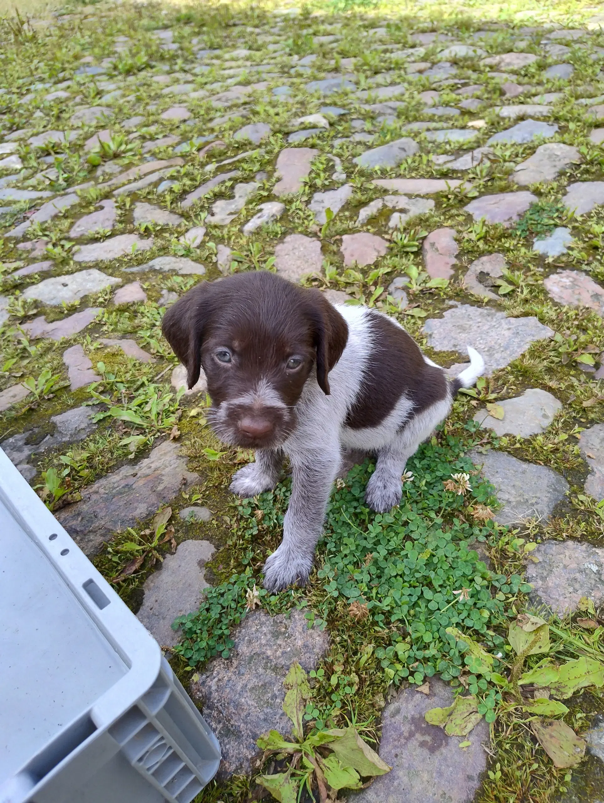 Rulabber Hvalpe sælges jagt eller familie hund