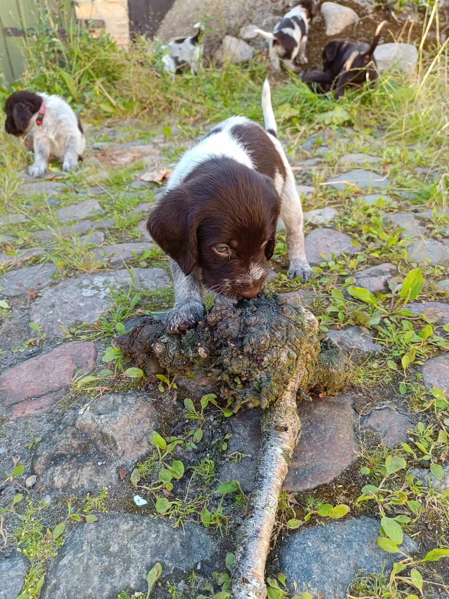 Rulabber Hvalpe sælges jagt eller familie hund