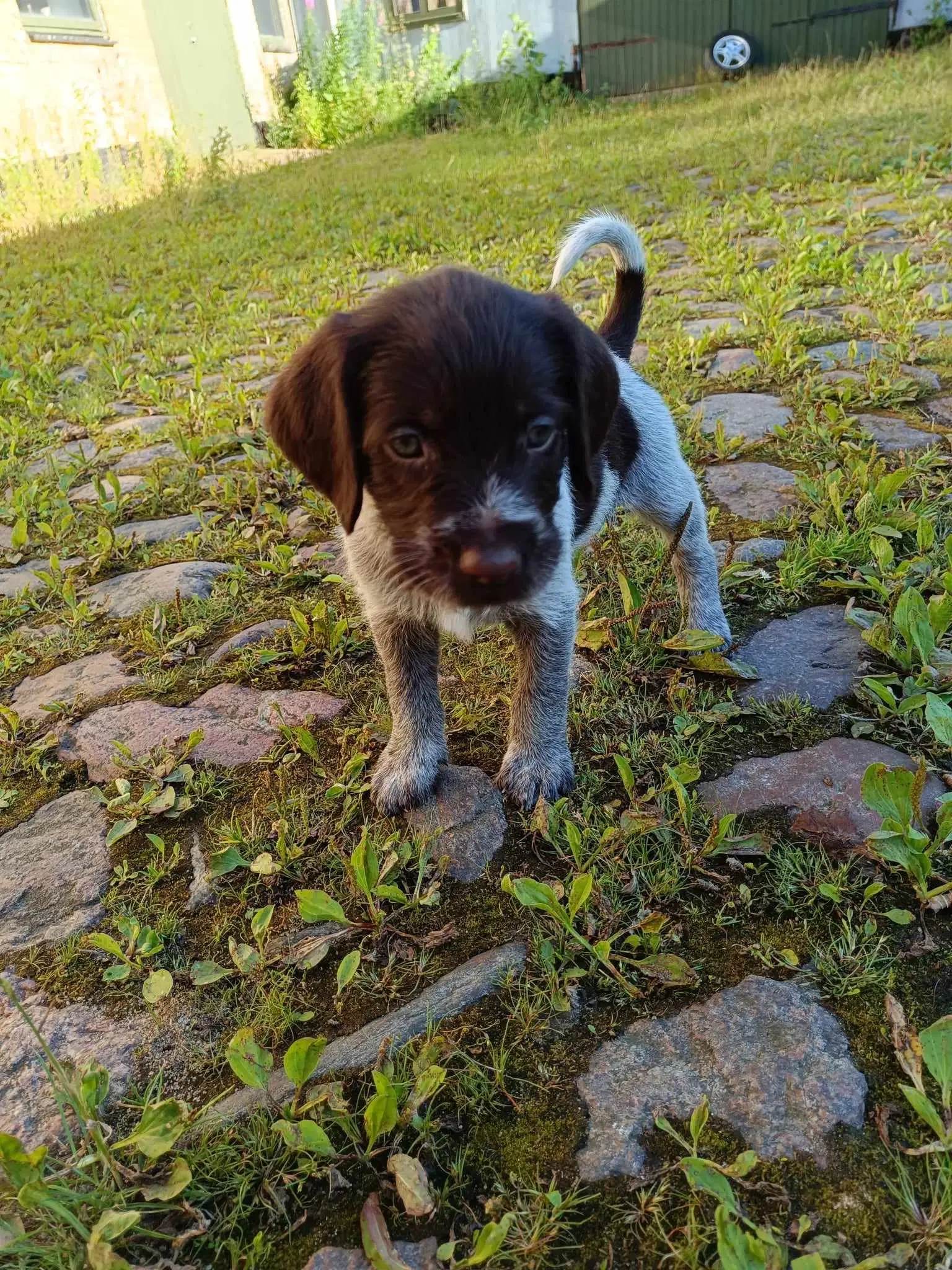 Rulabber Hvalpe sælges jagt eller familie hund