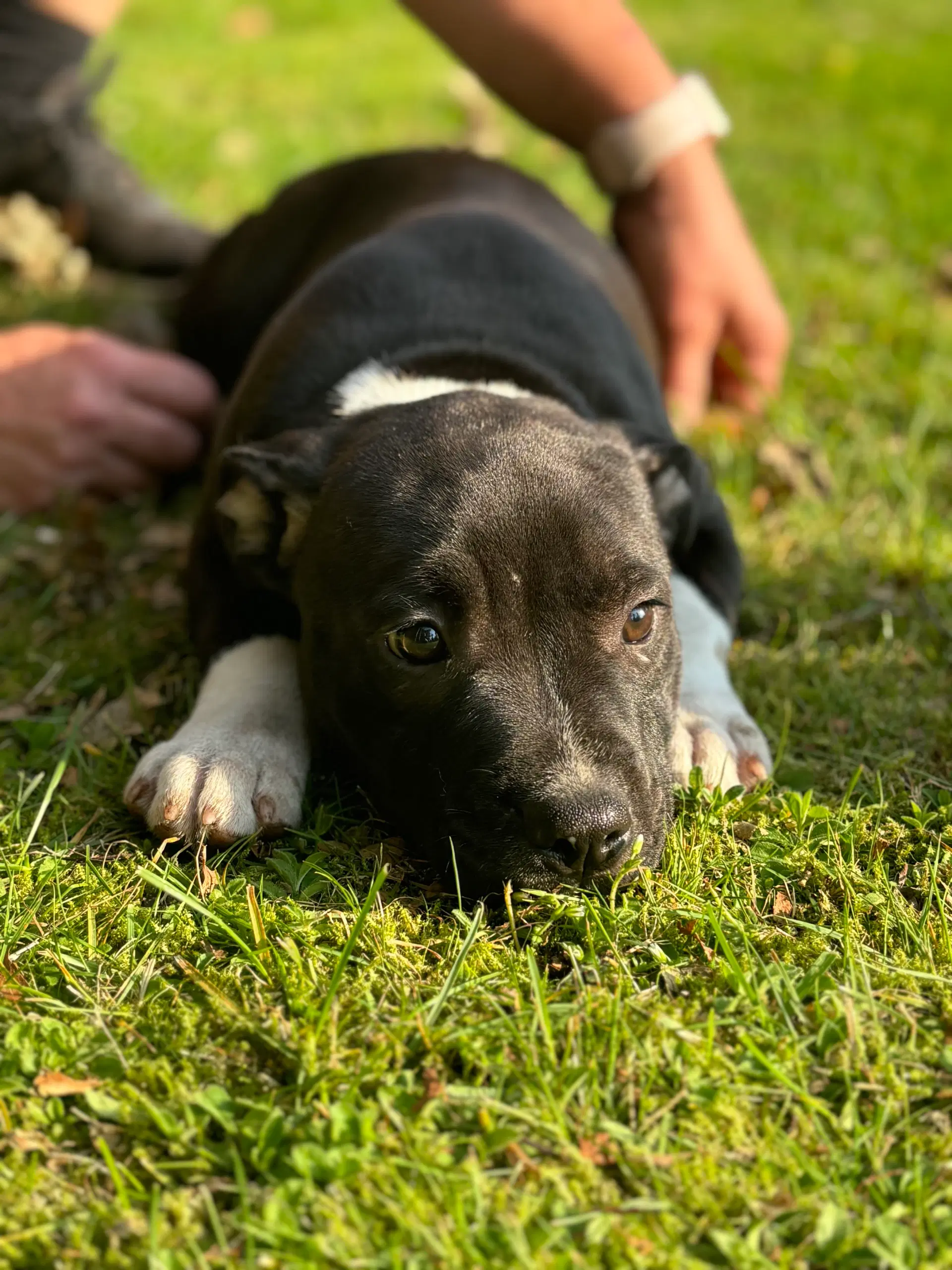 Staffordshire bullterrier hvalpe