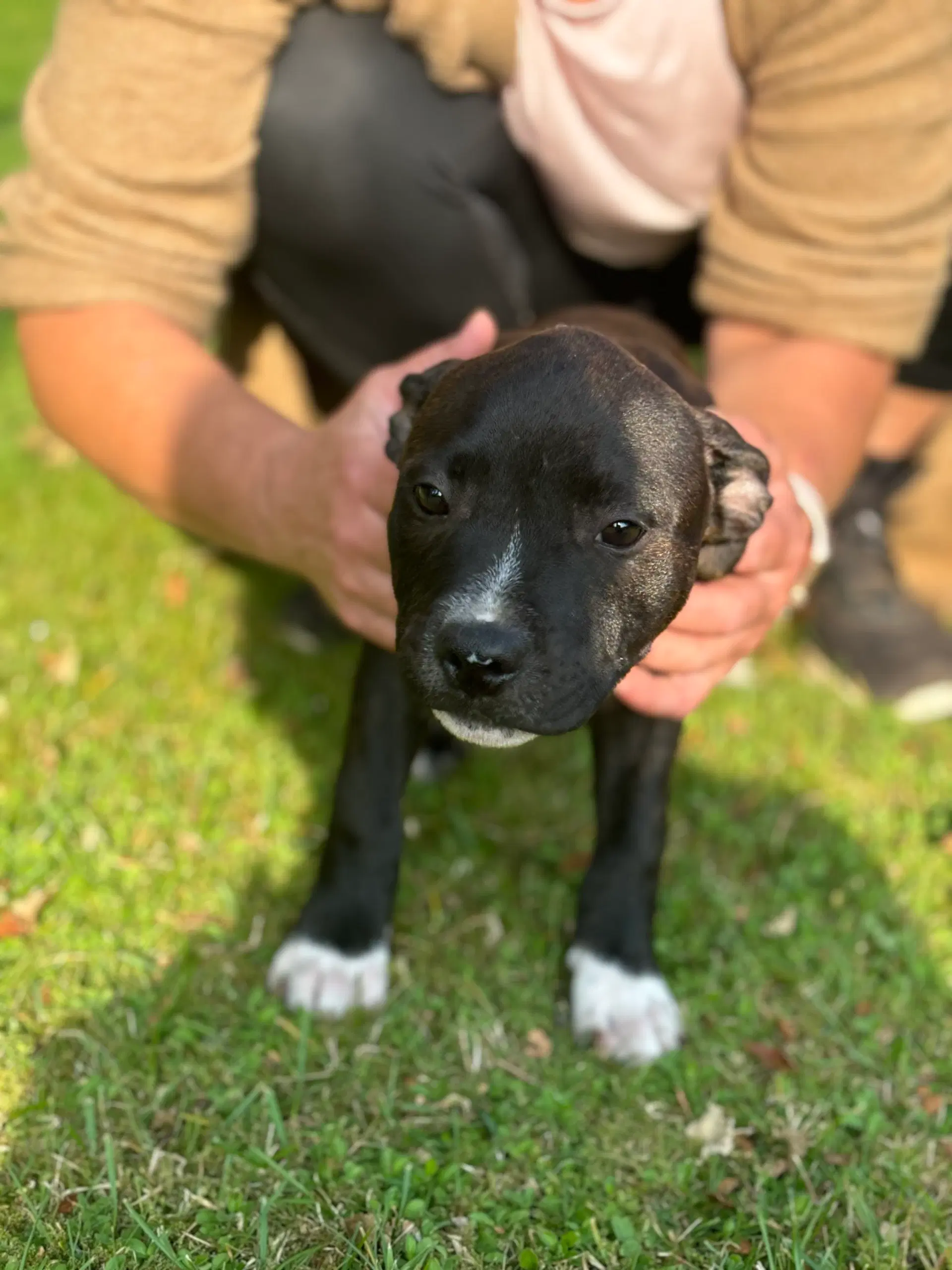 Staffordshire bullterrier hvalpe