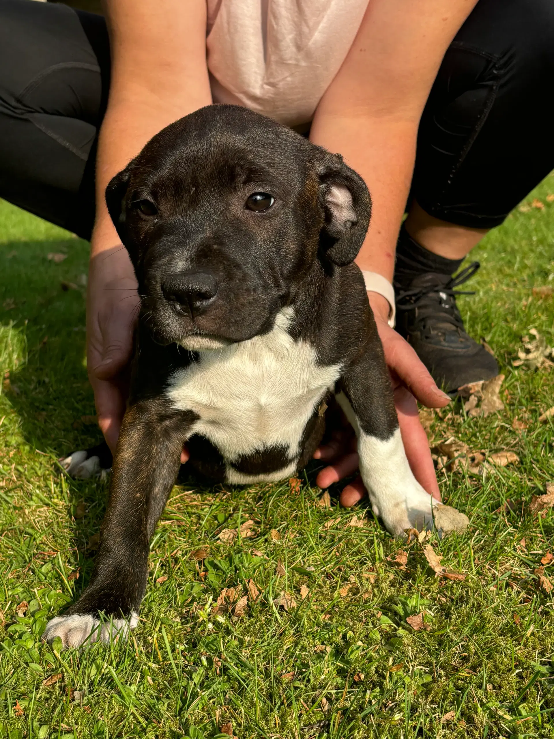 Staffordshire bullterrier hvalpe