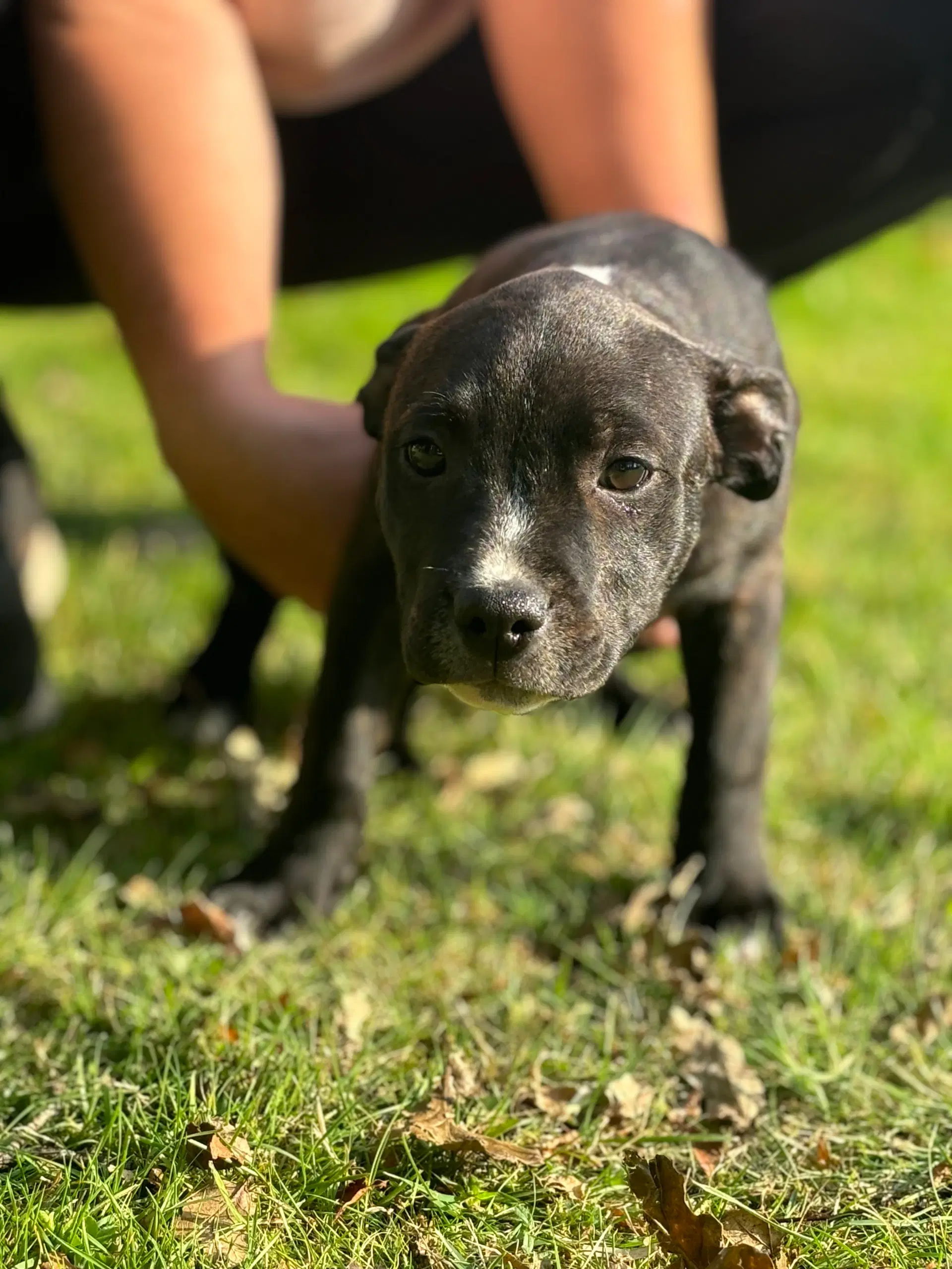 Staffordshire bullterrier hvalpe