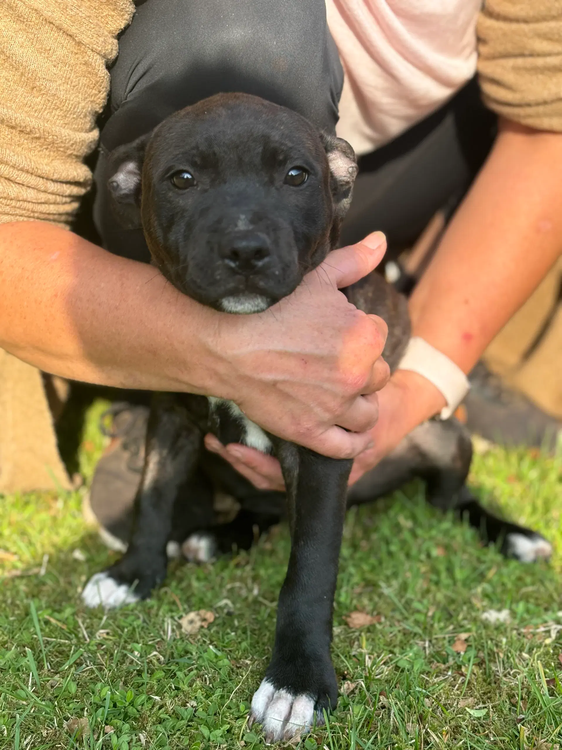 Staffordshire bullterrier hvalpe