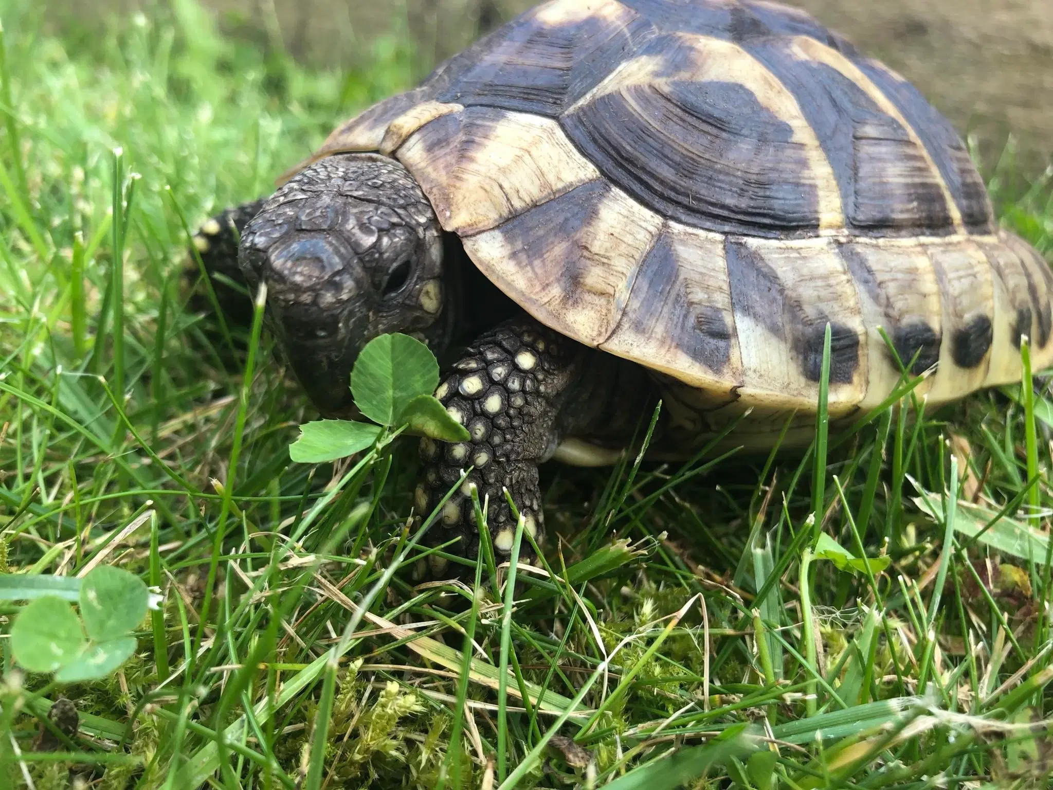 Græske landskildpadder + tilbehør