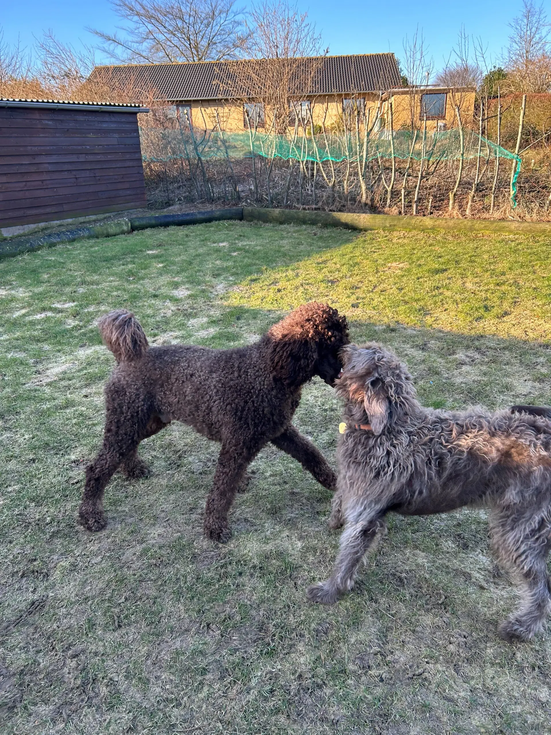 Labradoodle F1B hvalpe 2 uger salgsklar 23 juni