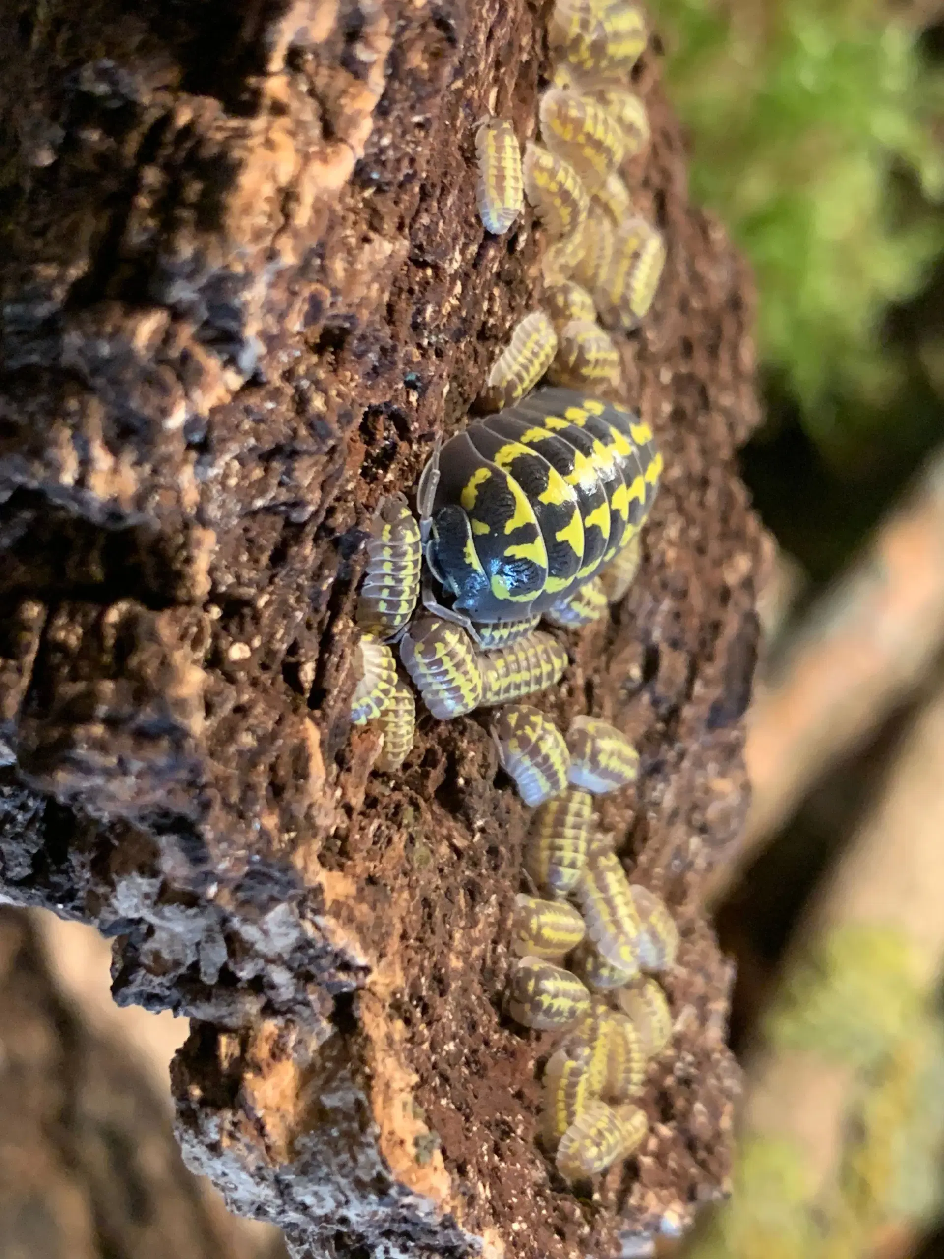 Armadillidium Gestroi sælges