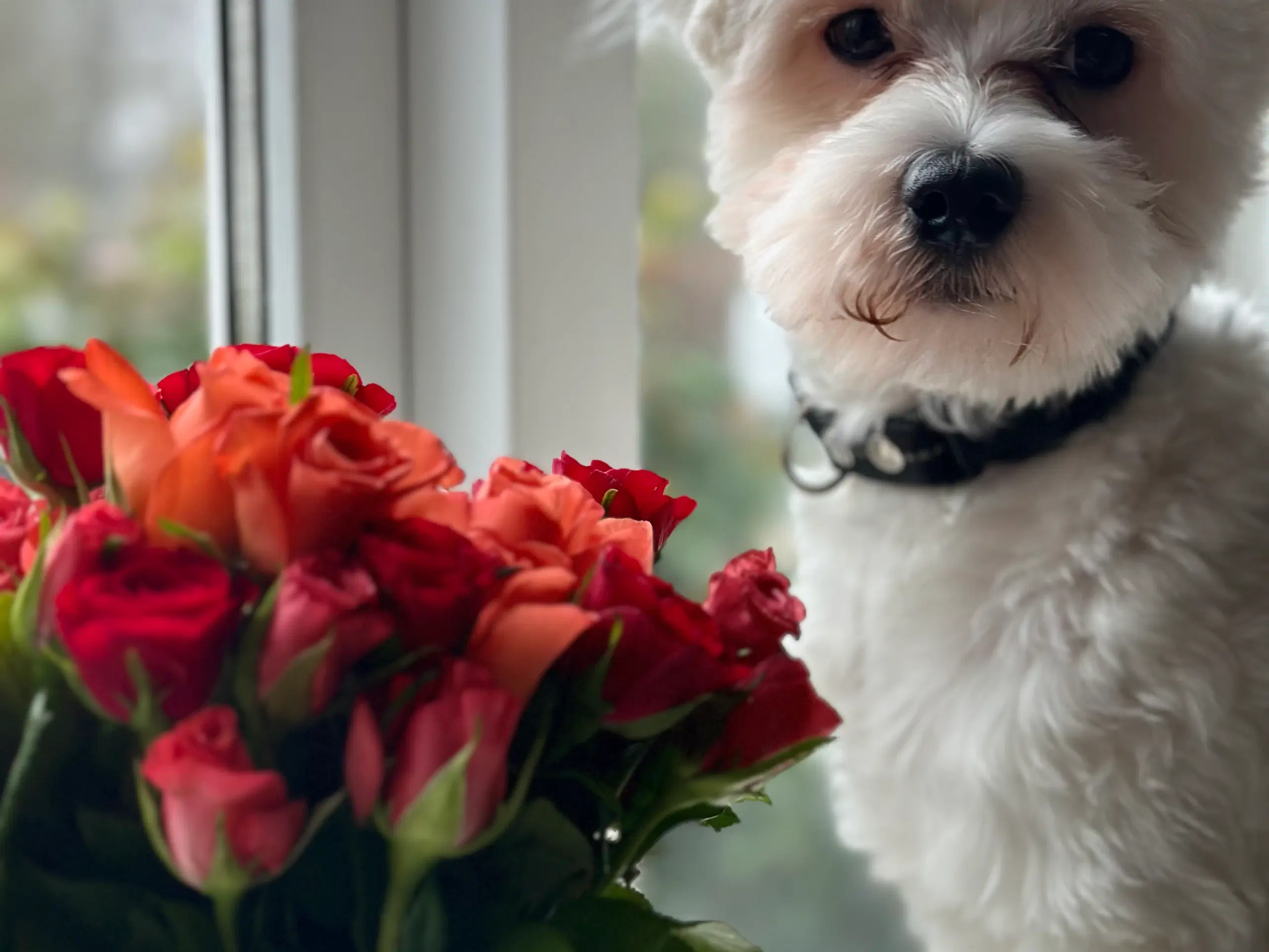 Bichon Maltese parring