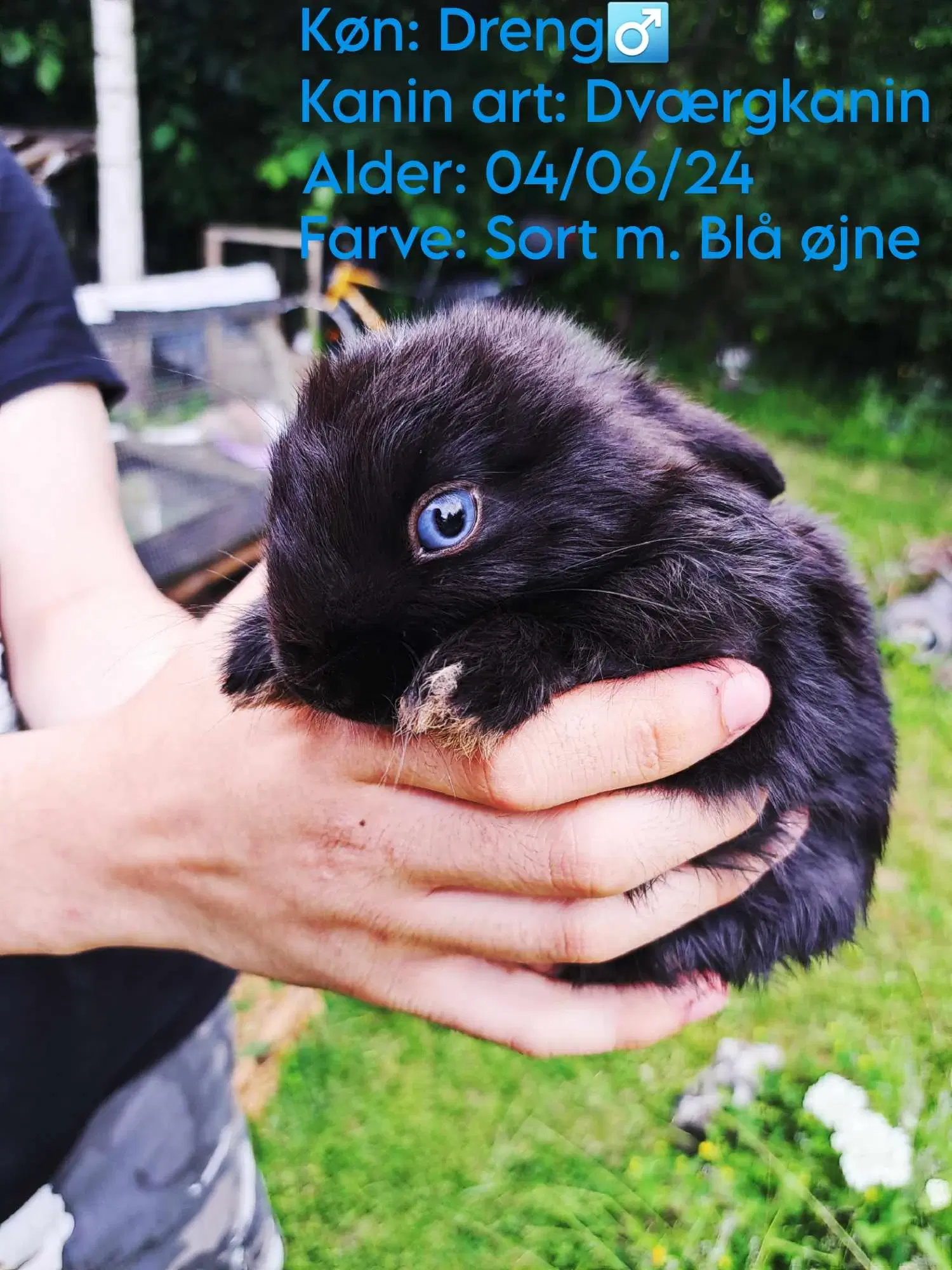 Kaninunger til salg