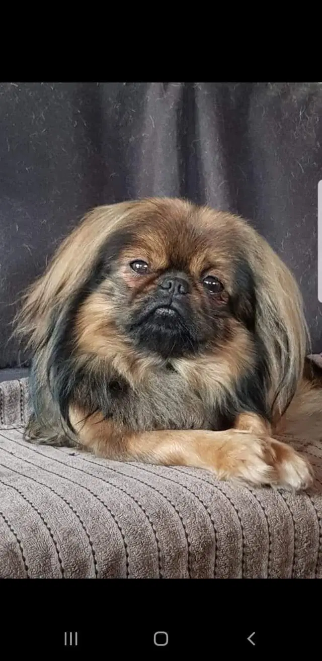 Pekingeser hvalpe 3 drenge