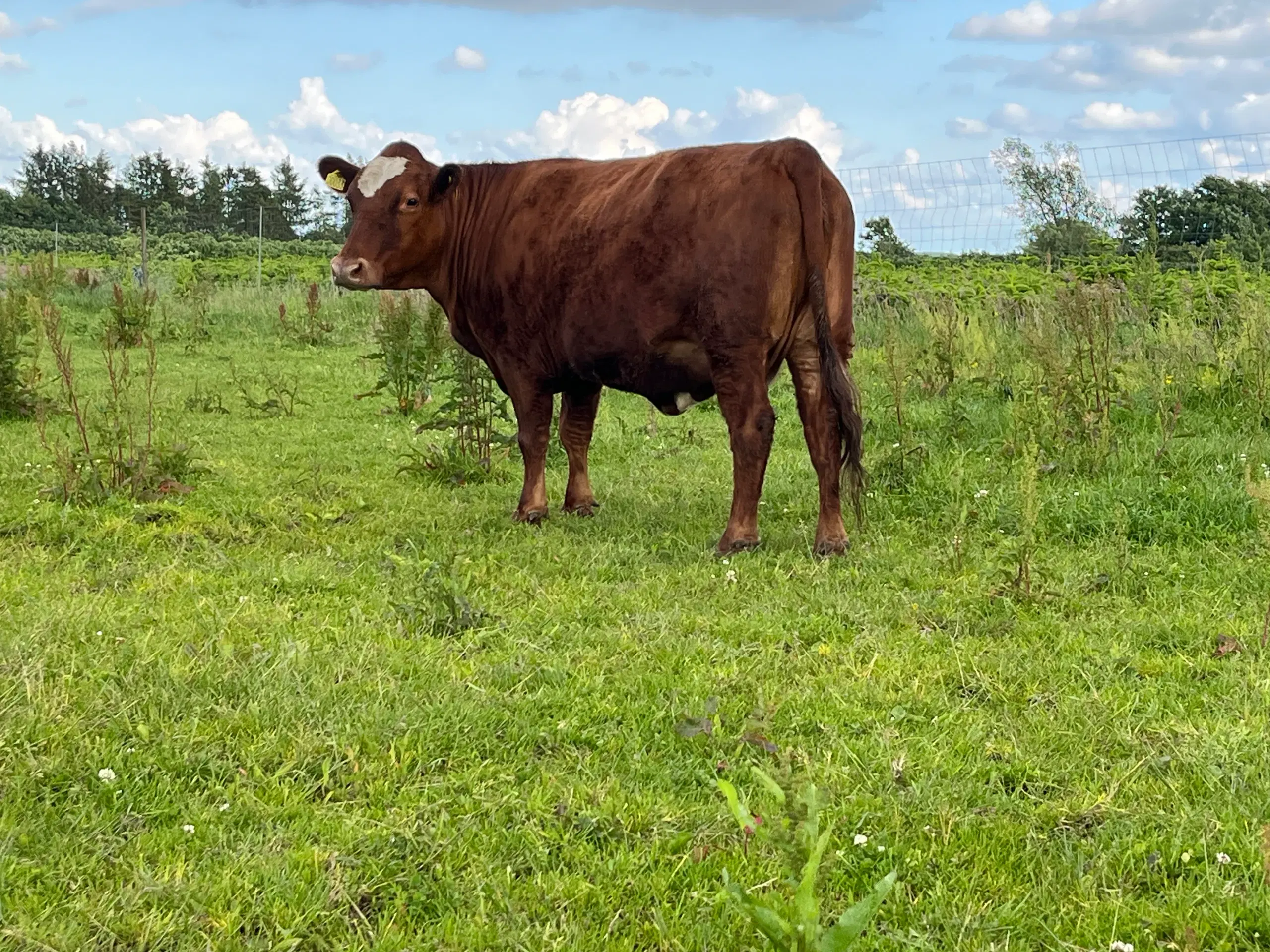 Sælges simmentaler krydsnings ko