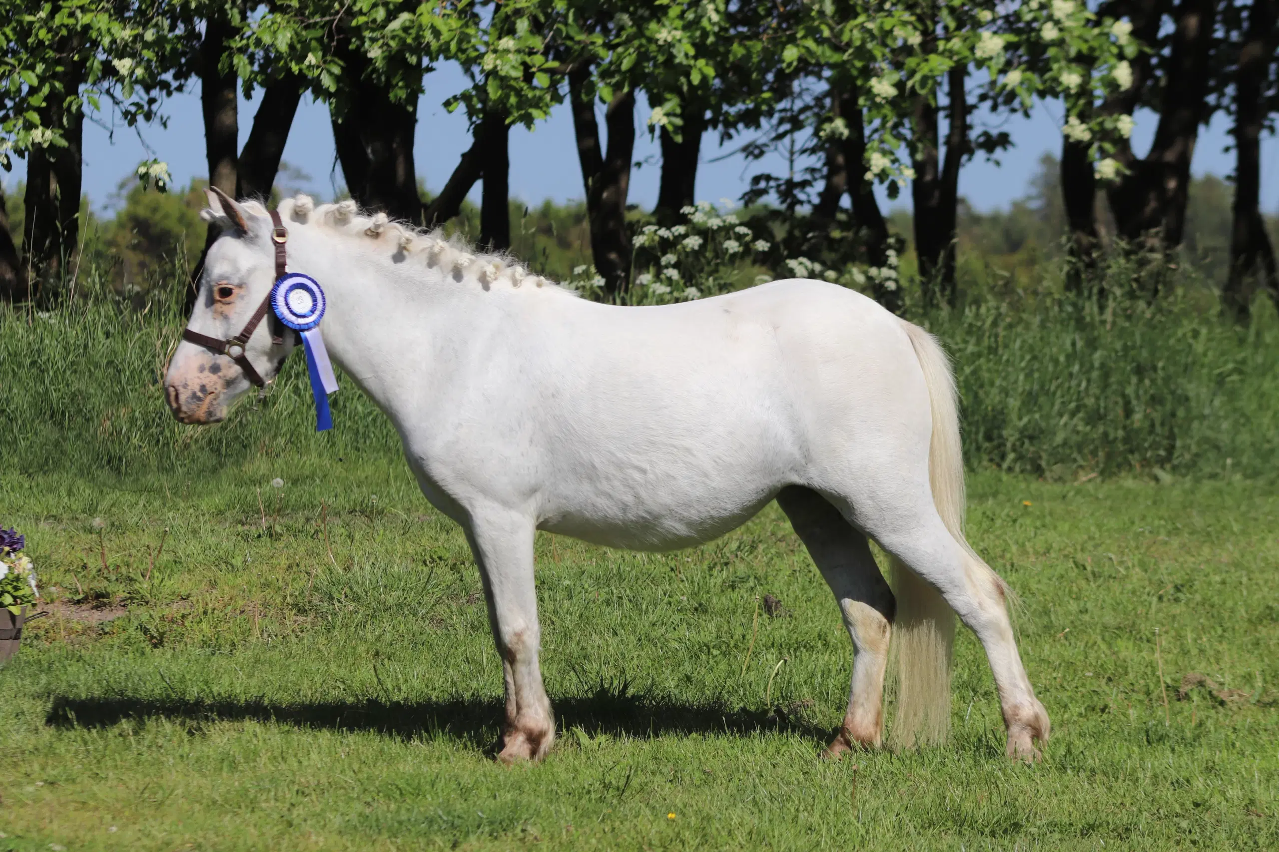 Kåret Kat 3 knabstrupper pony hoppe