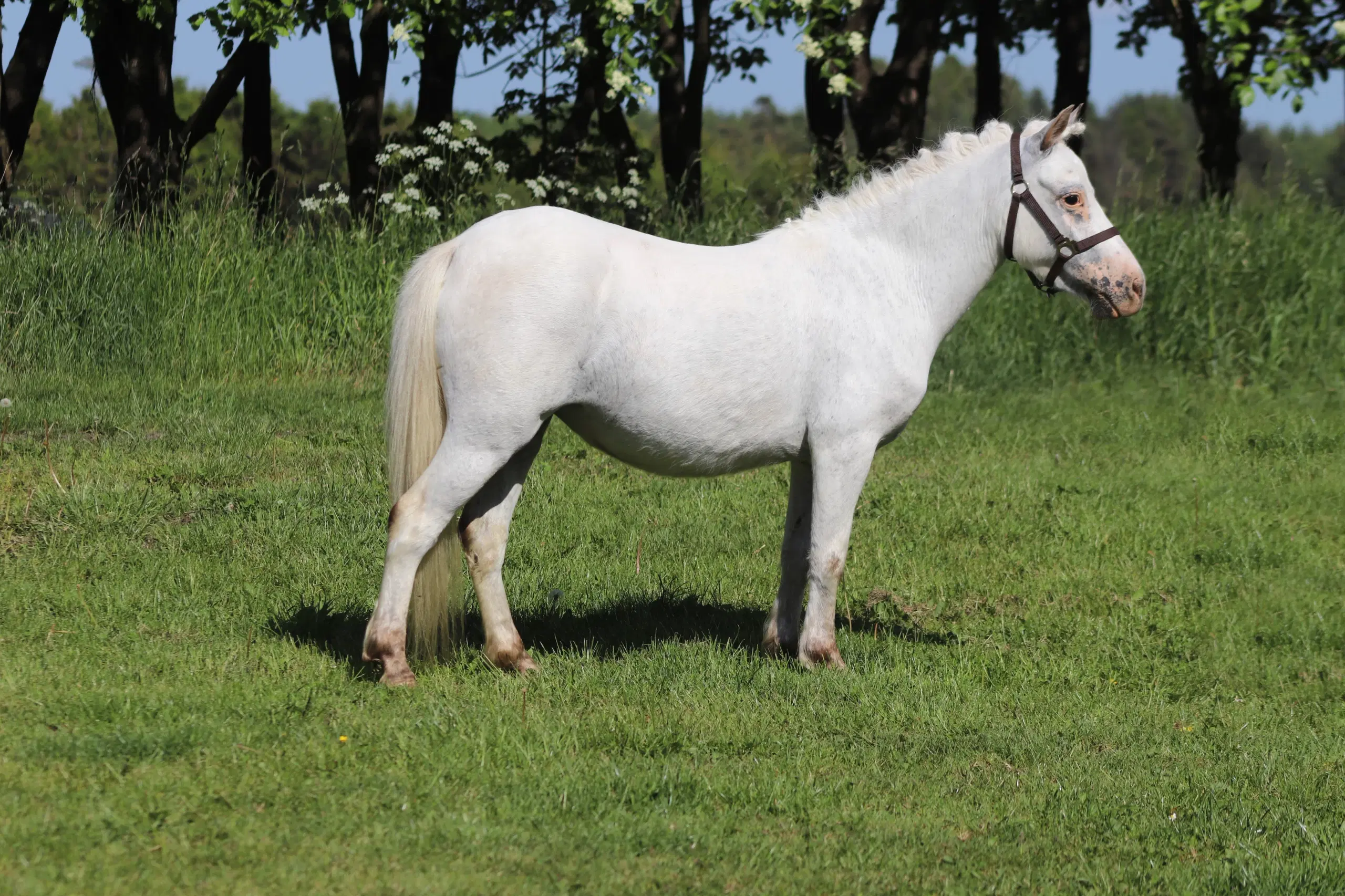 Kåret Kat 3 knabstrupper pony hoppe