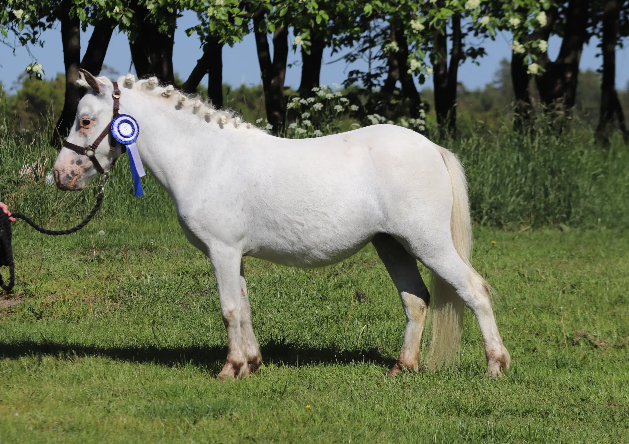 Kåret Kat 3 knabstrupper pony hoppe