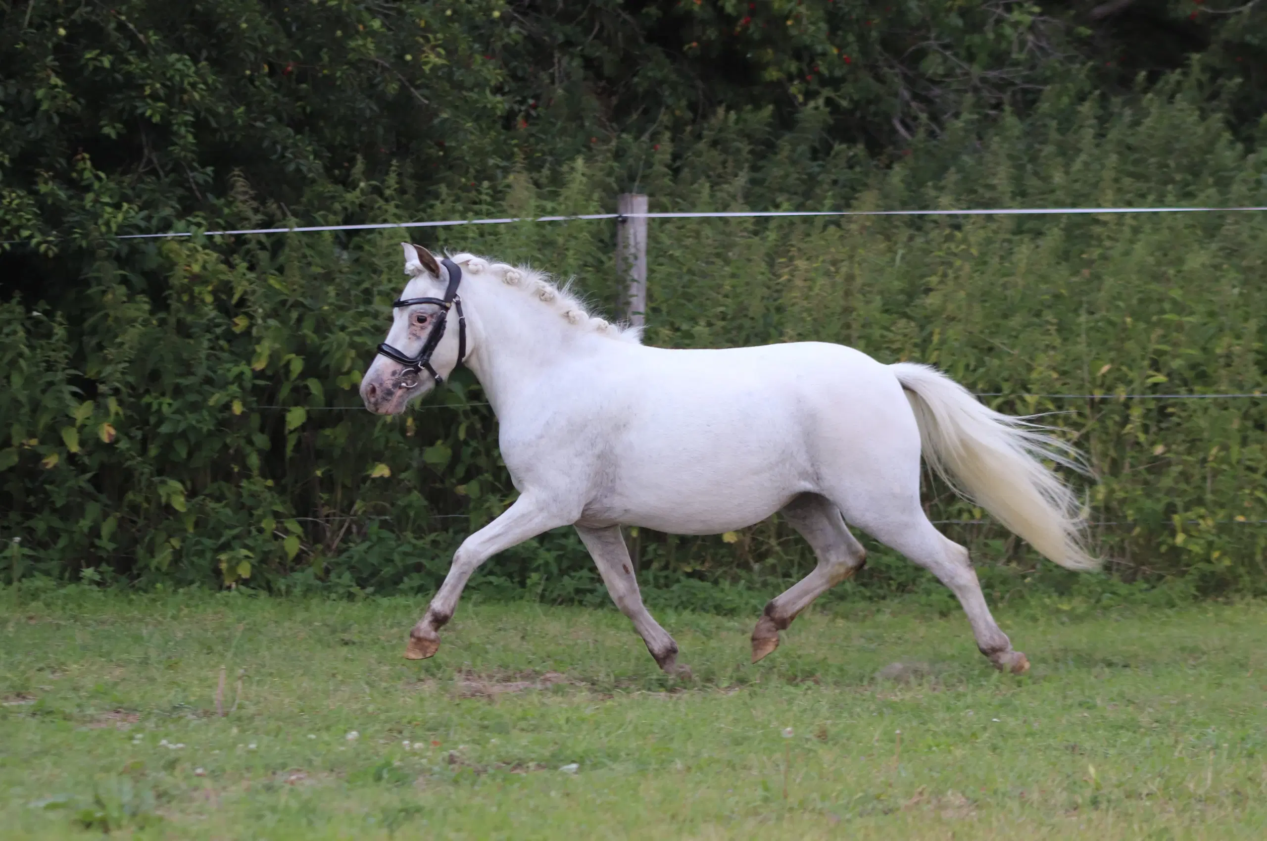 Kåret Kat 3 knabstrupper pony hoppe