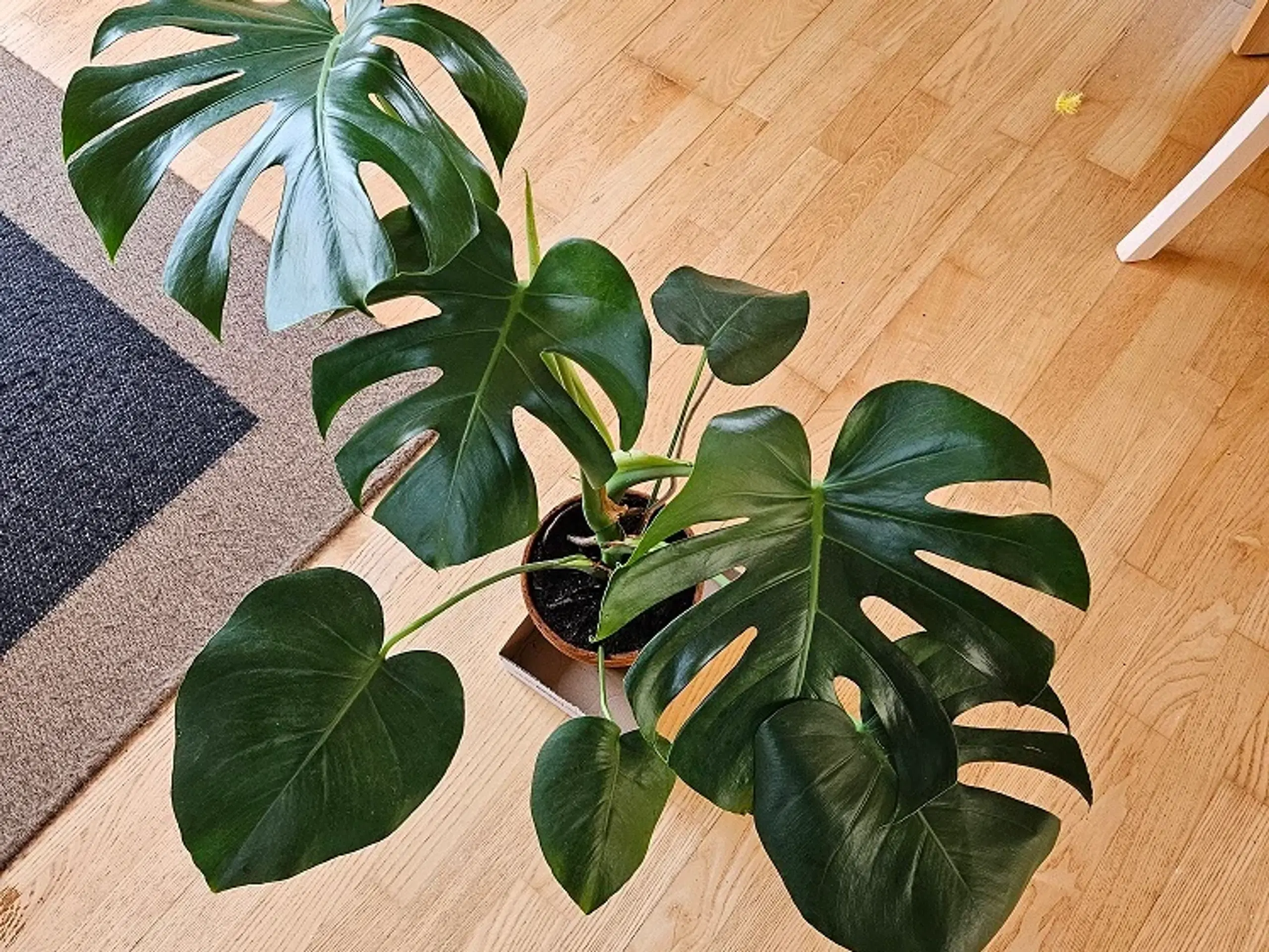 Monstera (Fingerfilodendron)