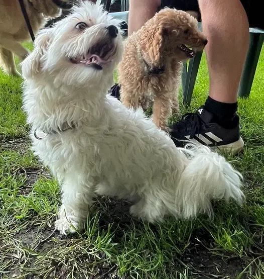 Maltipoo