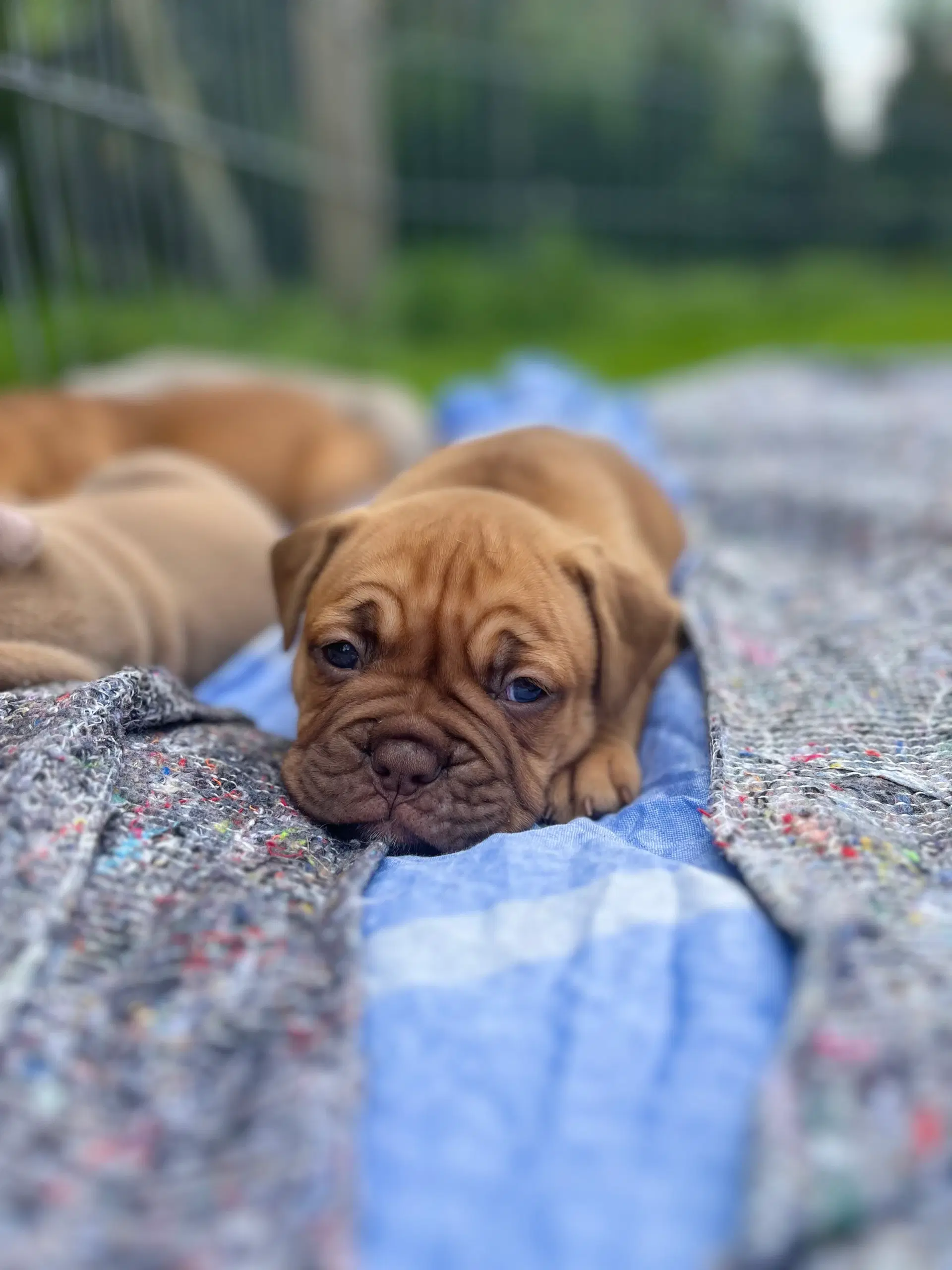 2 Old english bulldog piger