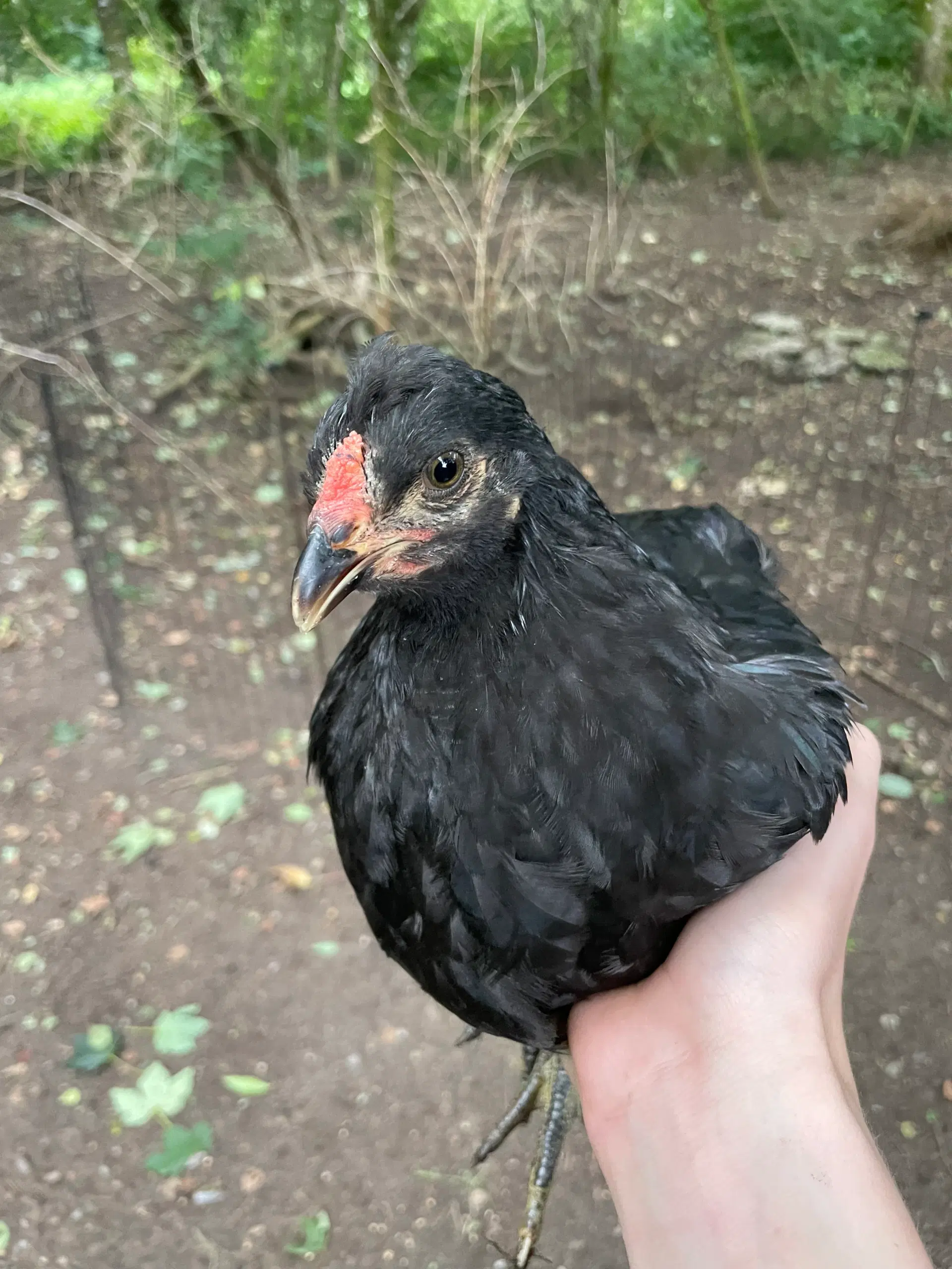 Engelsk araucana Hanekyllinger