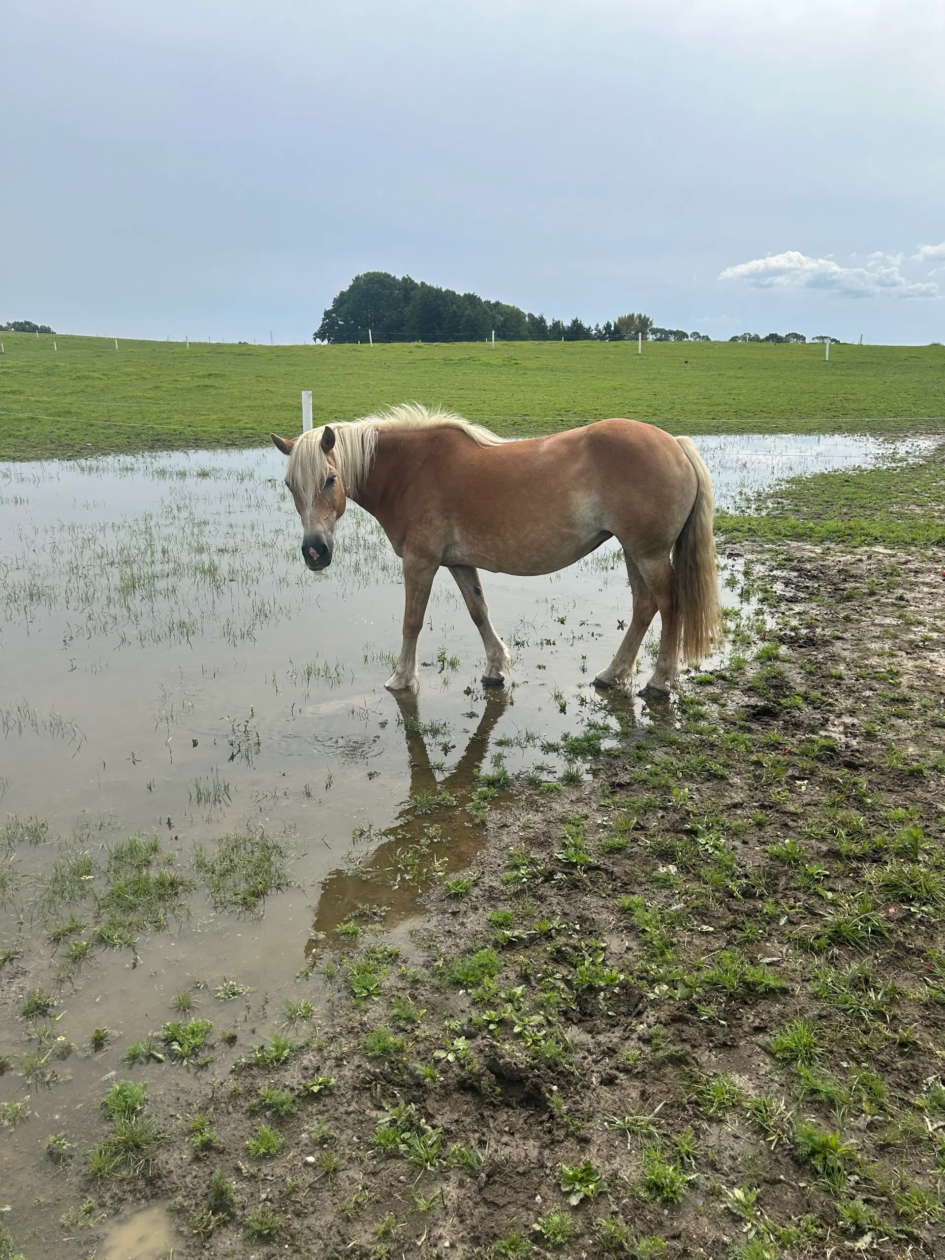 Super rolig begynderpony