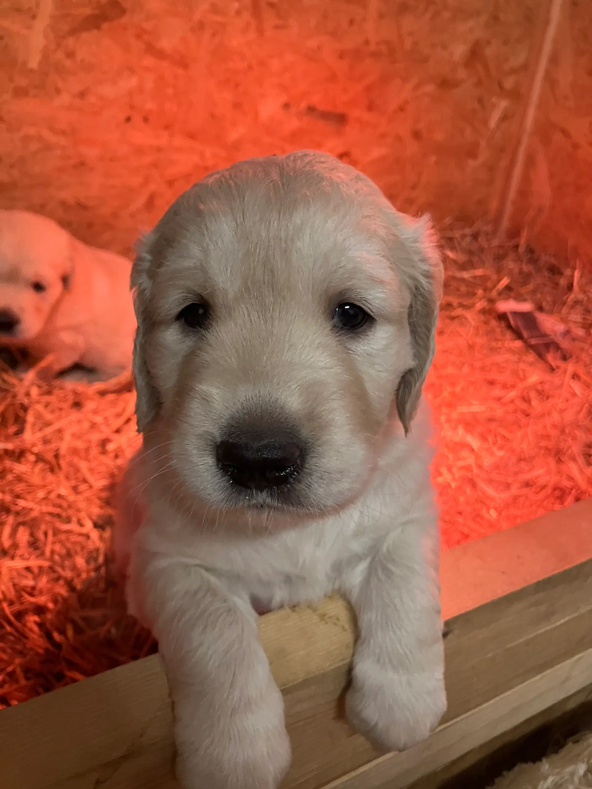 LÆKRE GOLDEN RETRIEVER HVALPE