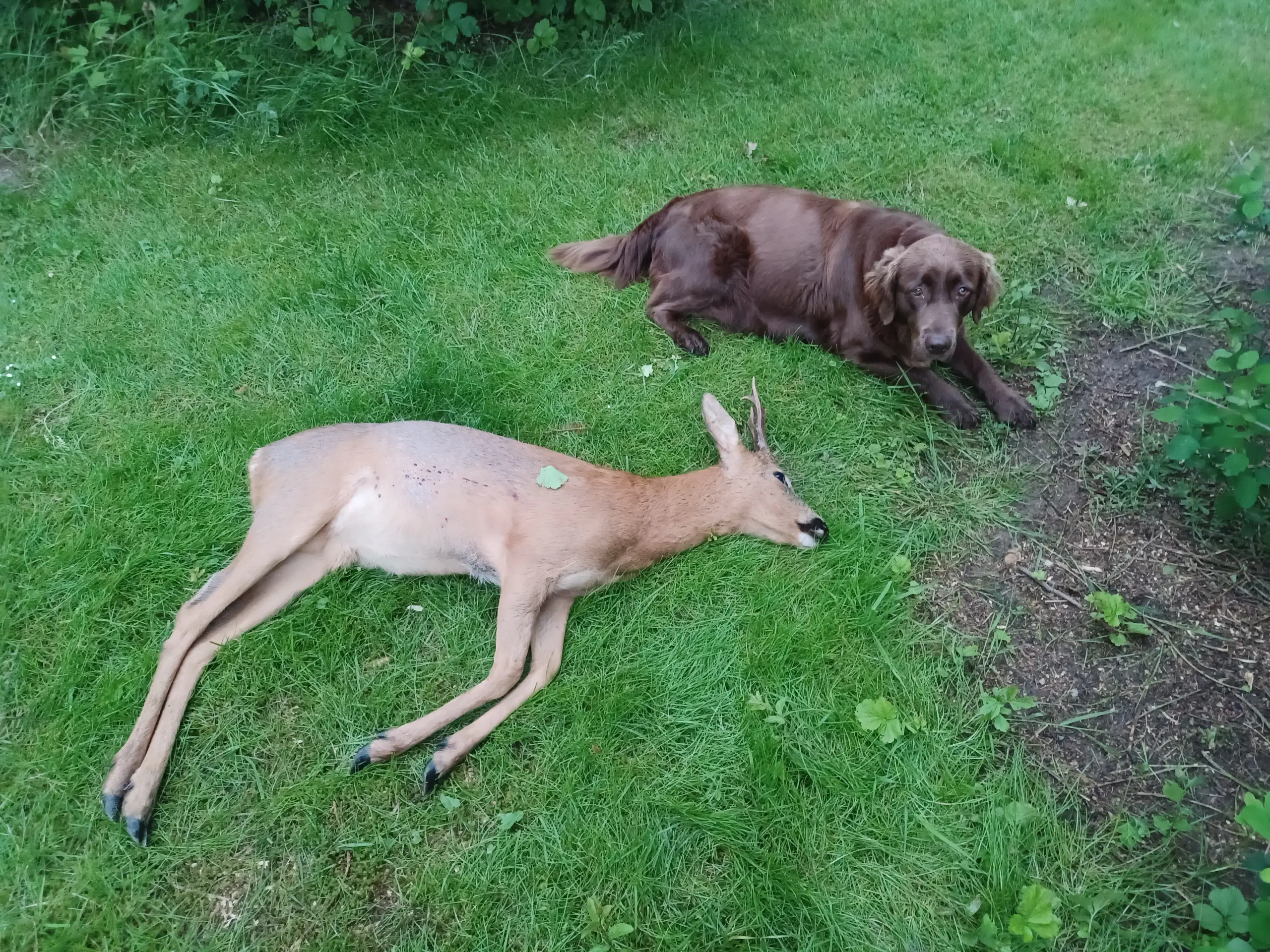 Brune labrador hvalpe