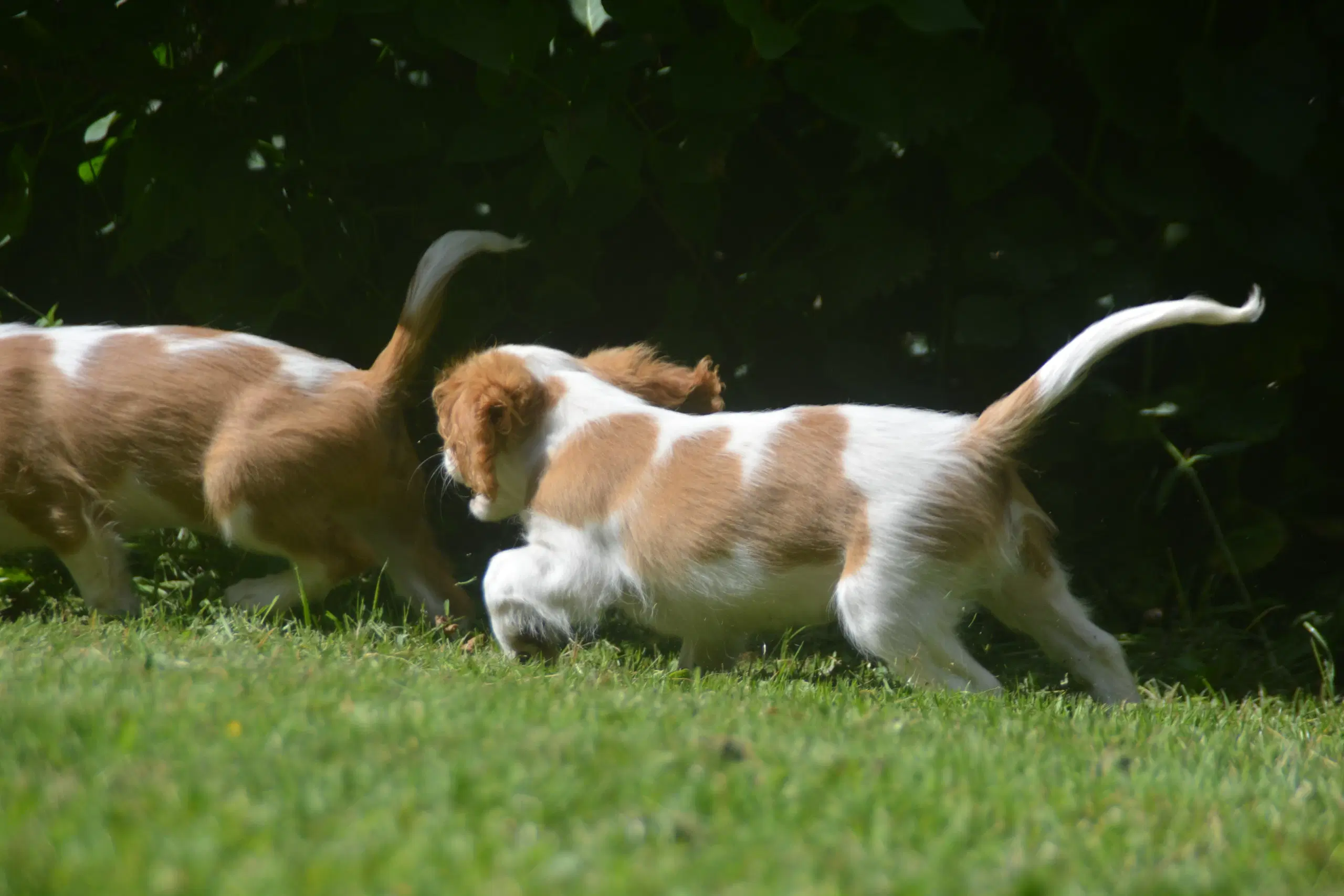 Cavalier King Charles Spaniel