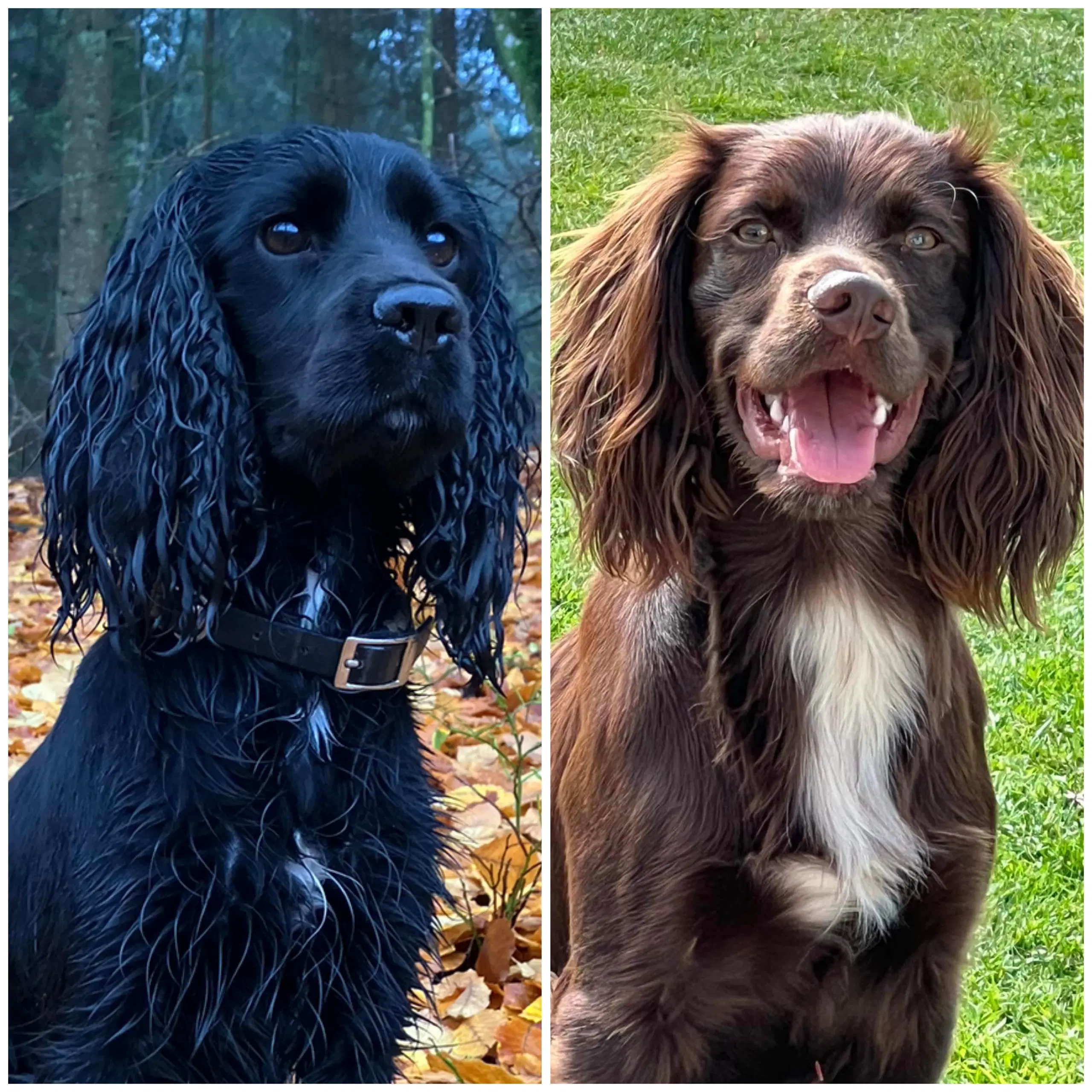 Mini Cocker Spaniel (Cockalier)