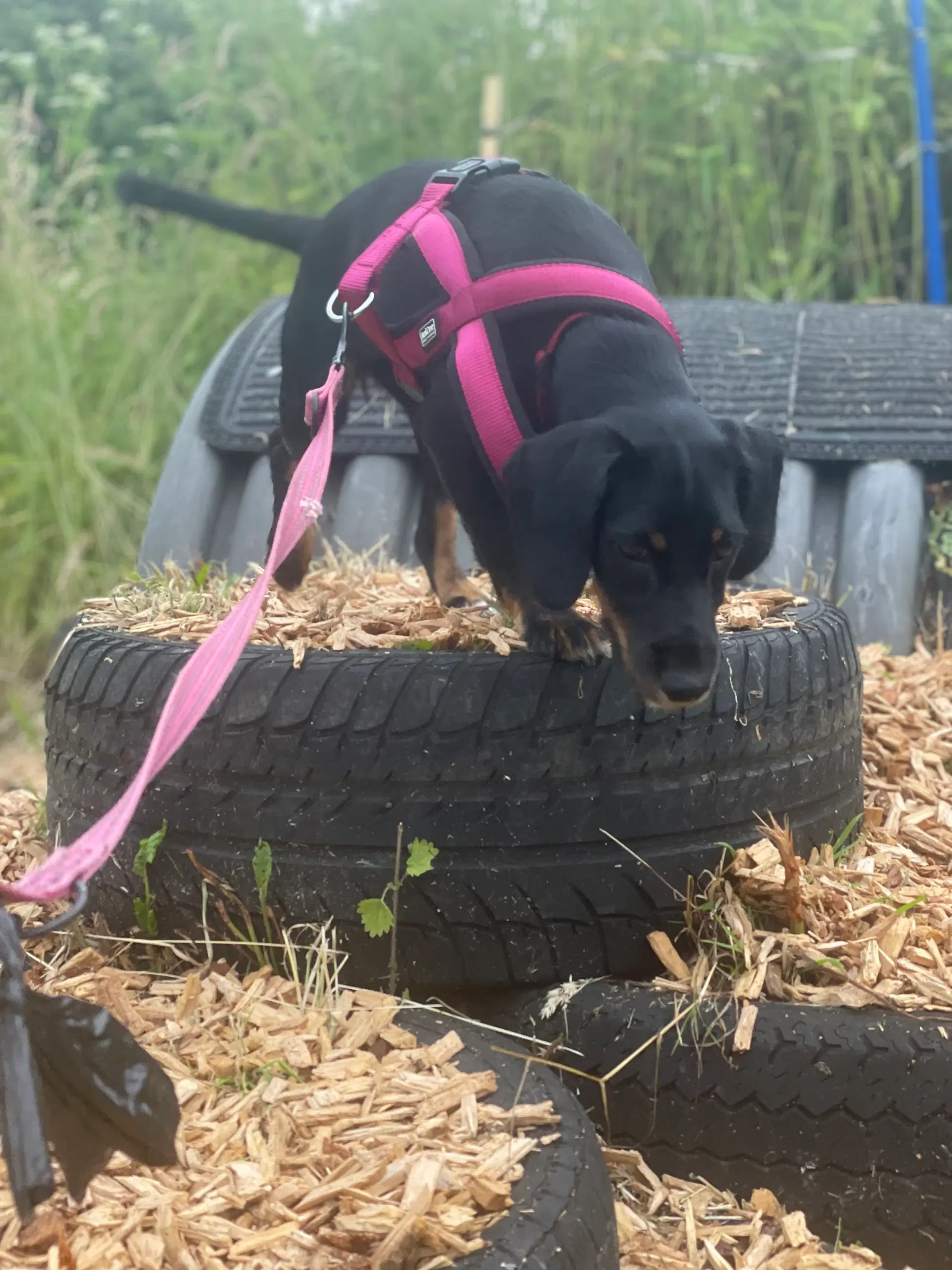 Skøn ung hund