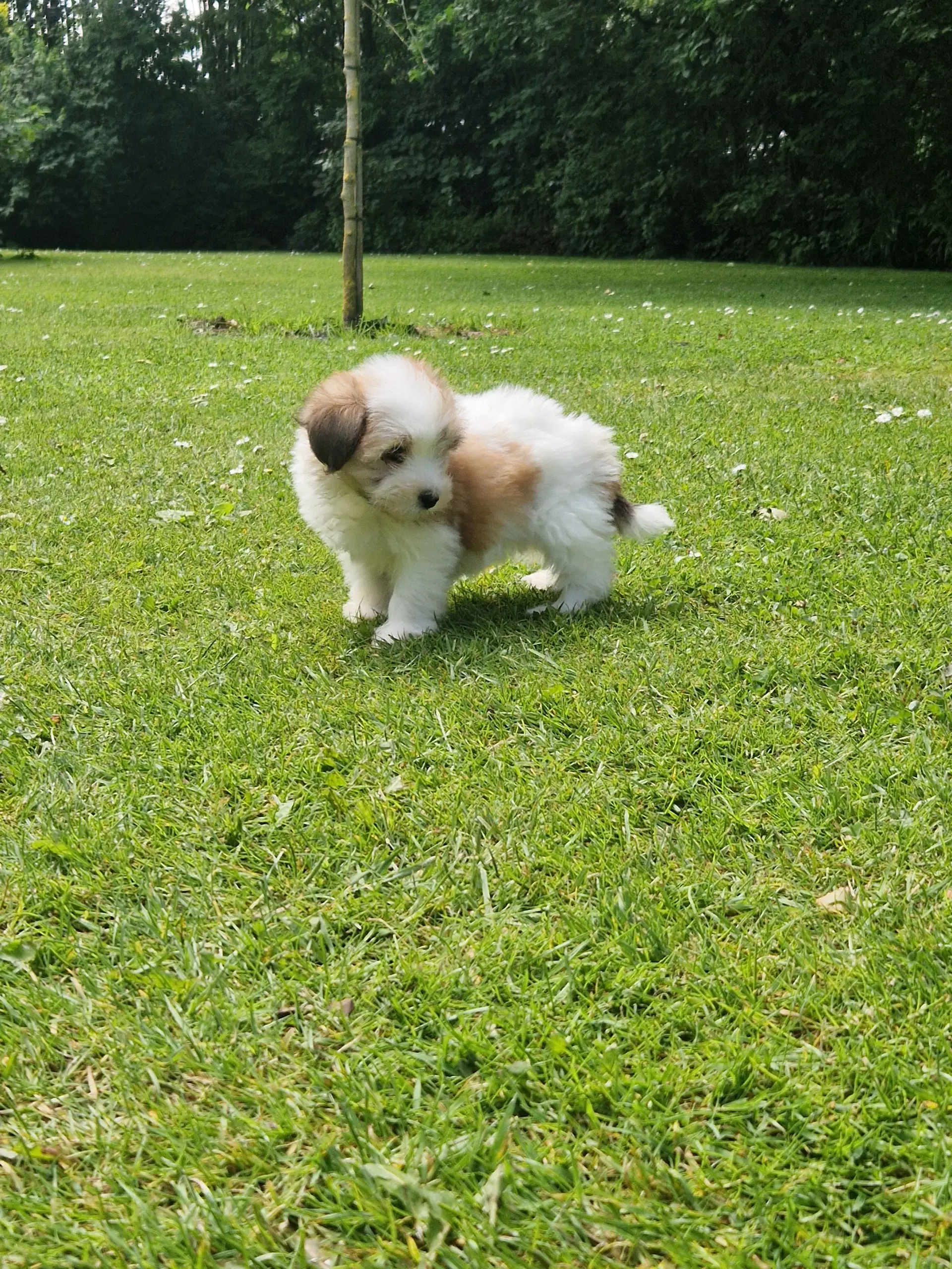 Coton de tulear