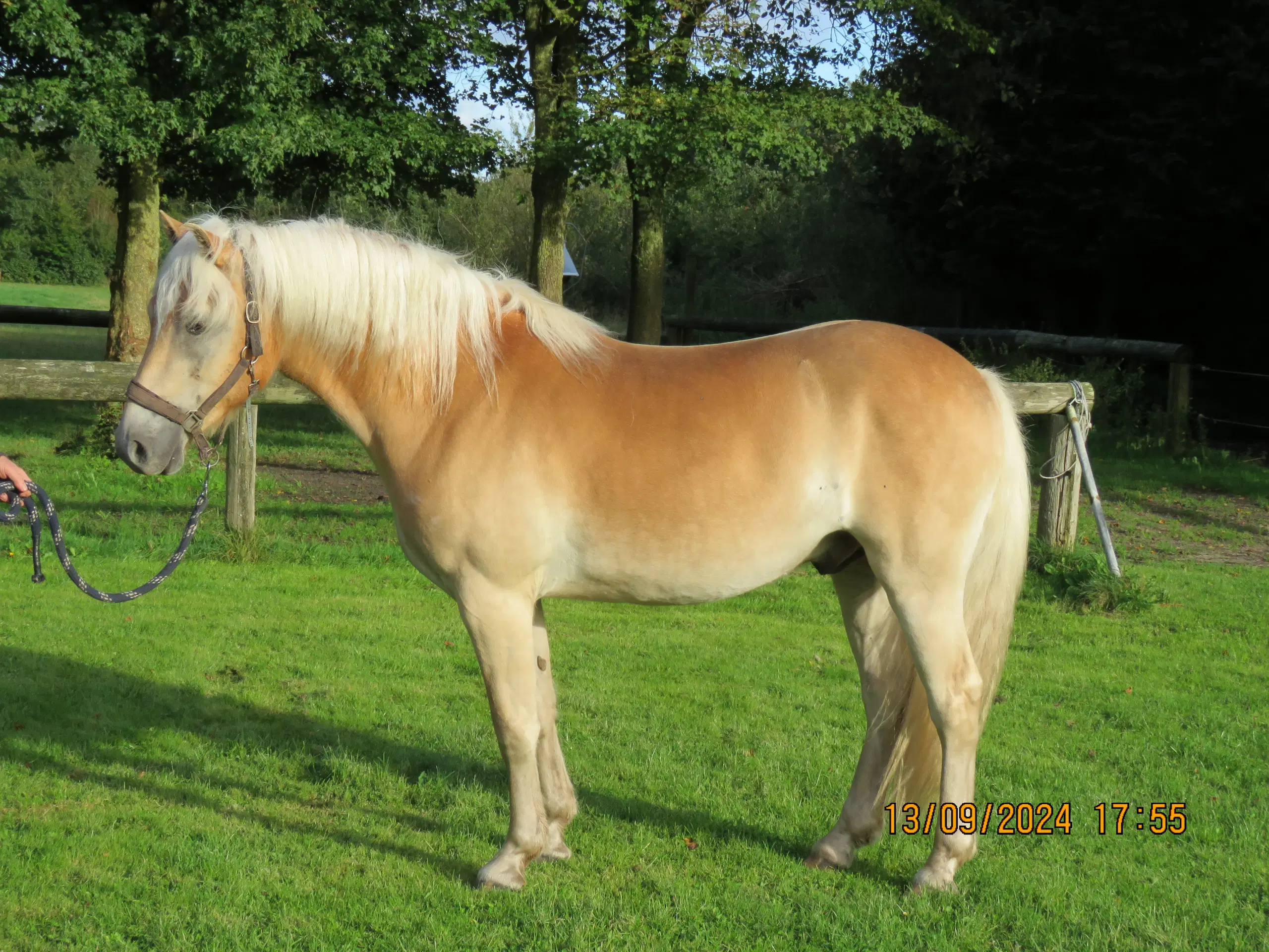 Hest - 2½ års haflinger sælges