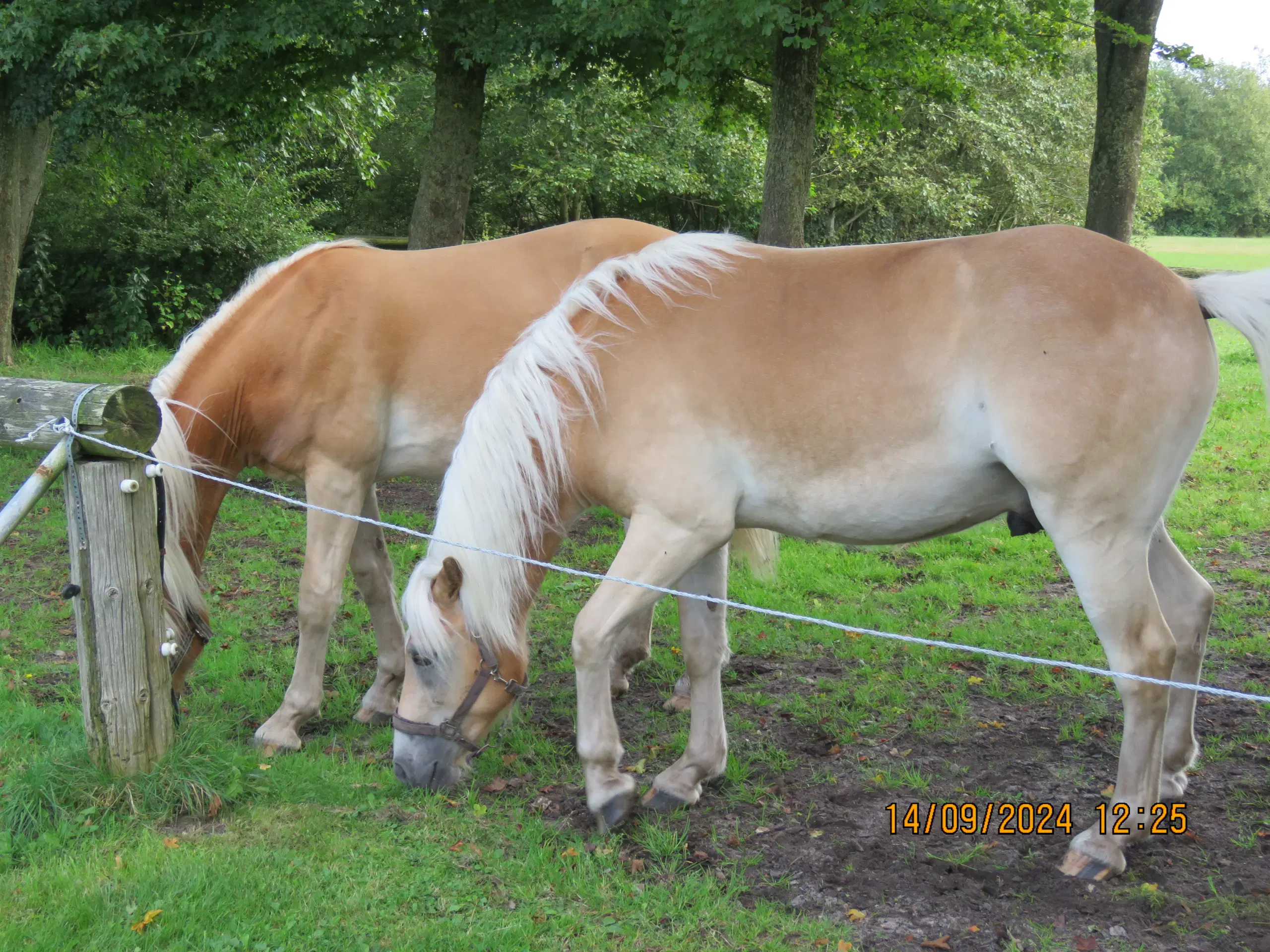 Hest - 2½ års haflinger sælges