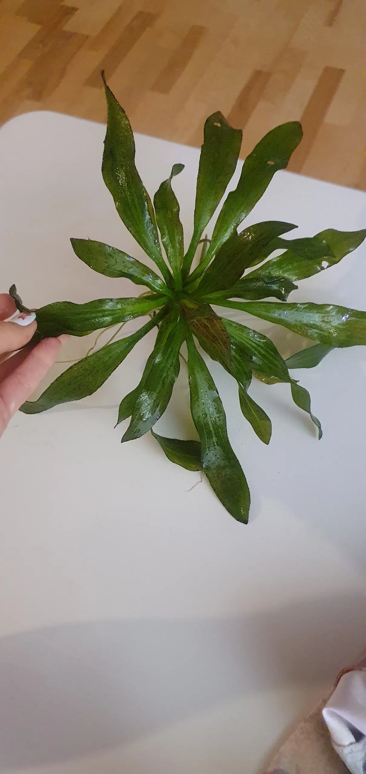 Planter til akvarium Echinodorus uruguayensis