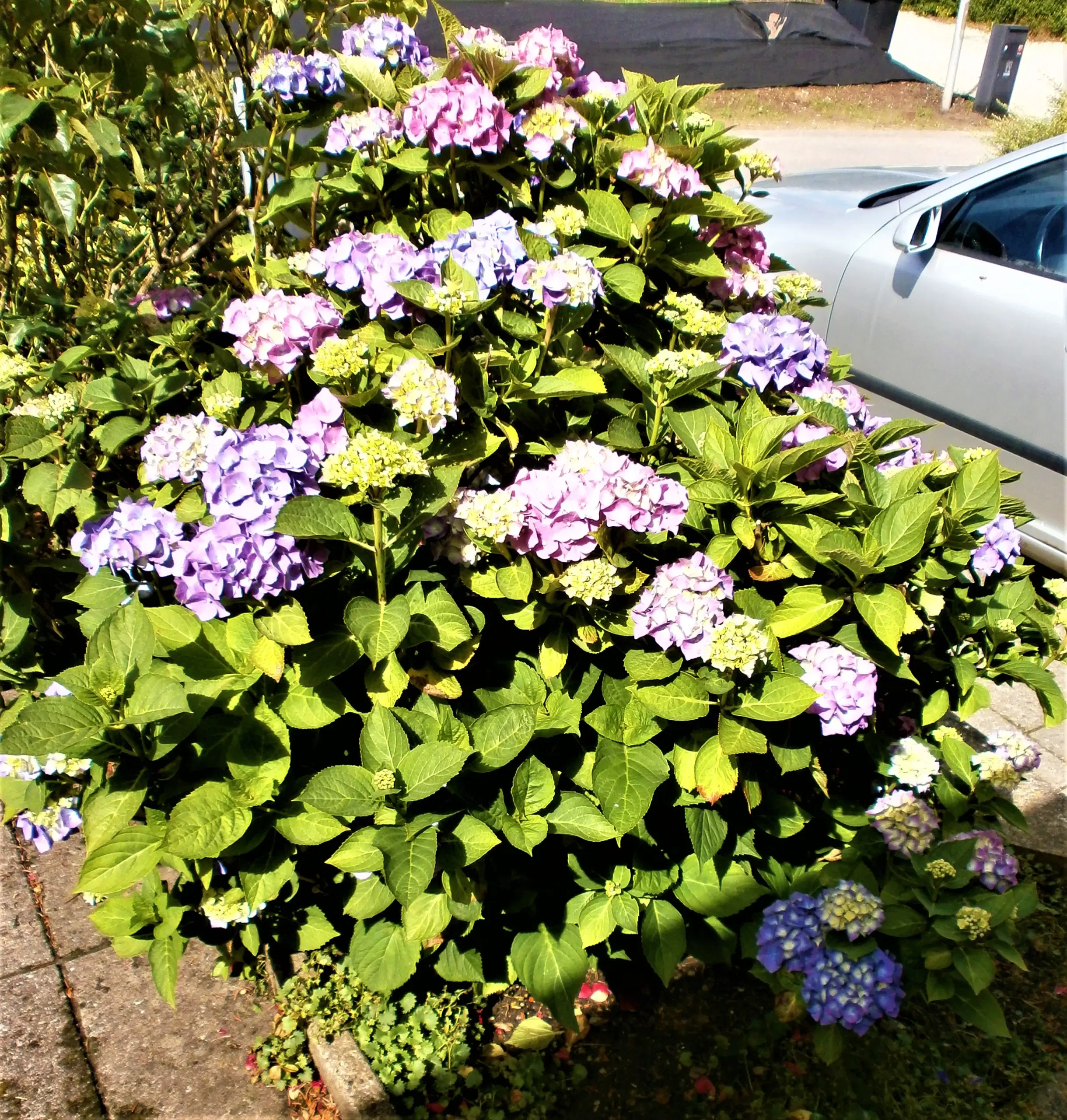 HORTENSIA BUSK