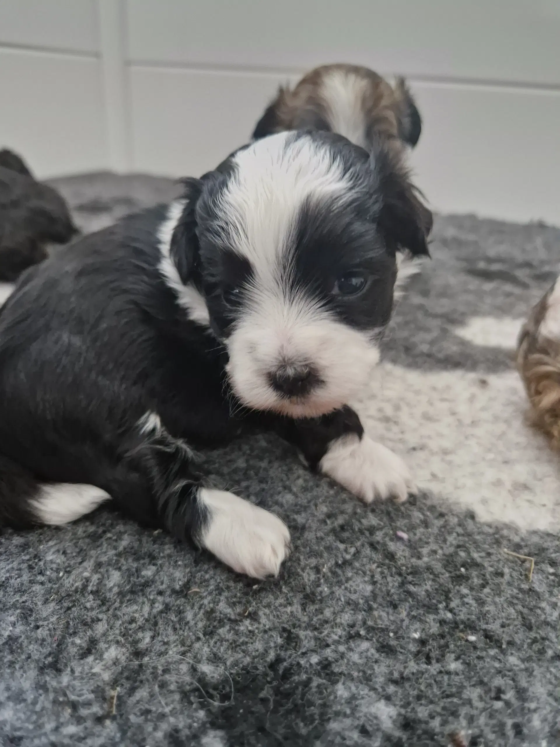 Brichon Havanese/malteser hvalpe sælges