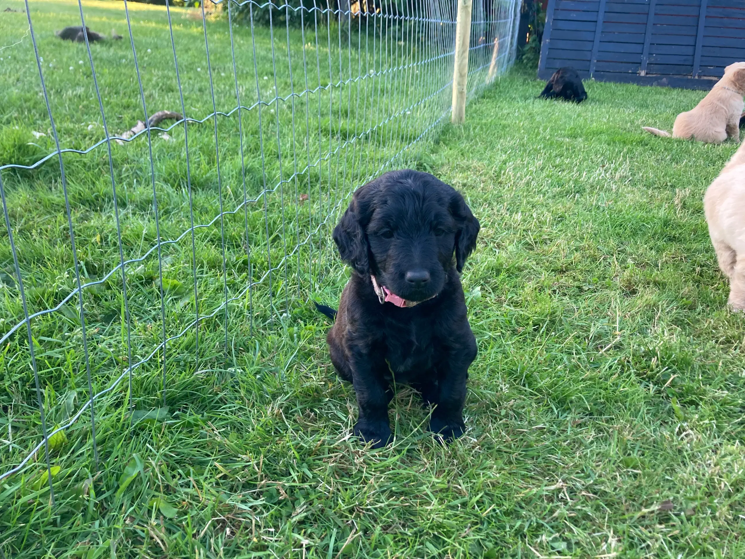 Goldendoodle hvalpe