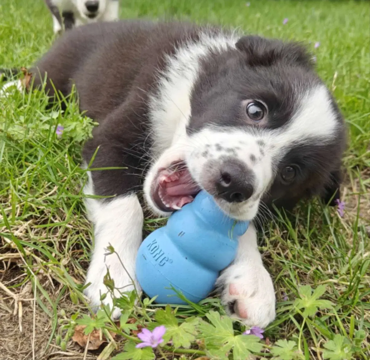 Border Collie/Australian Shepherd hvalpe