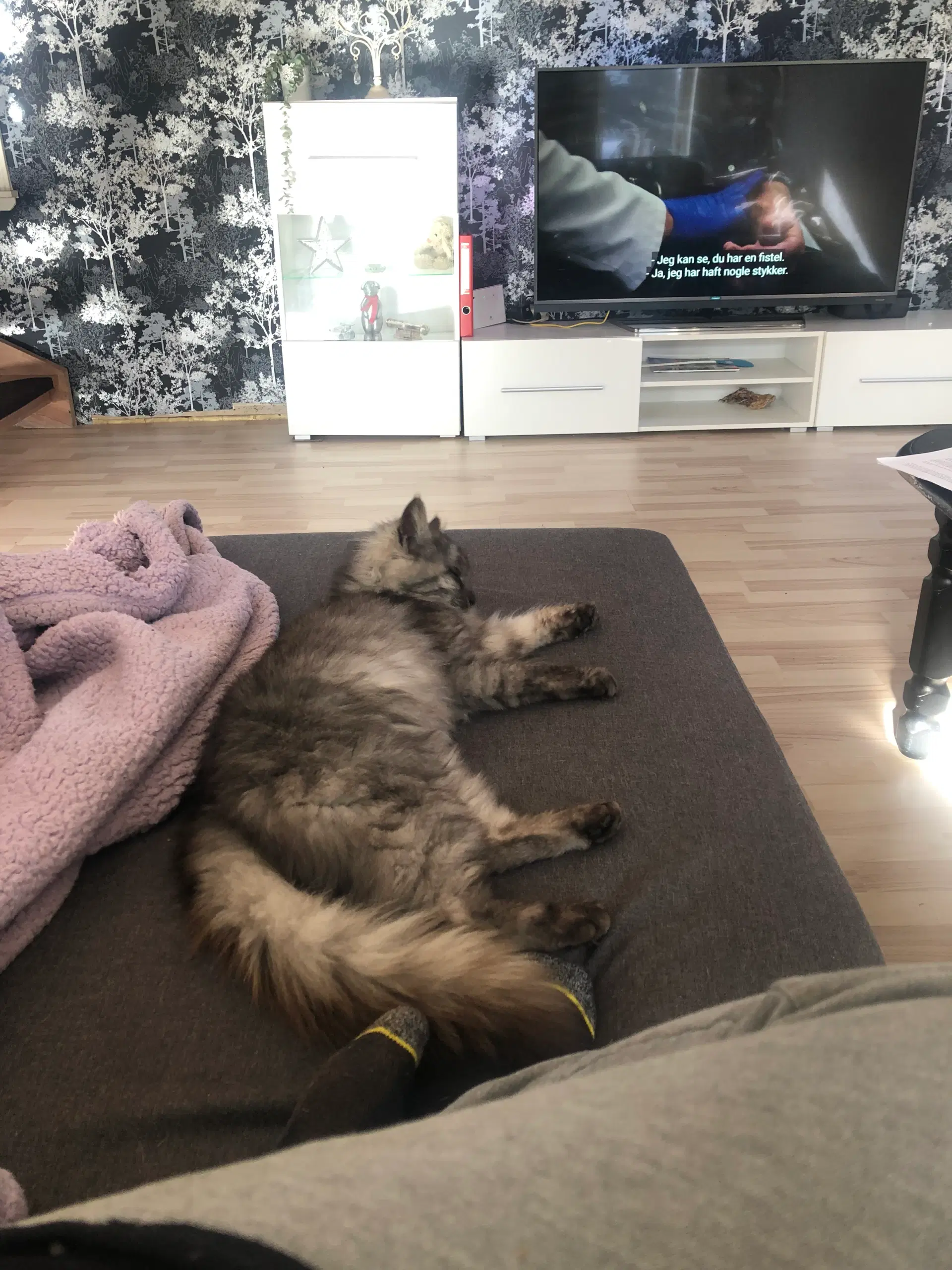 Søde main coon killinger