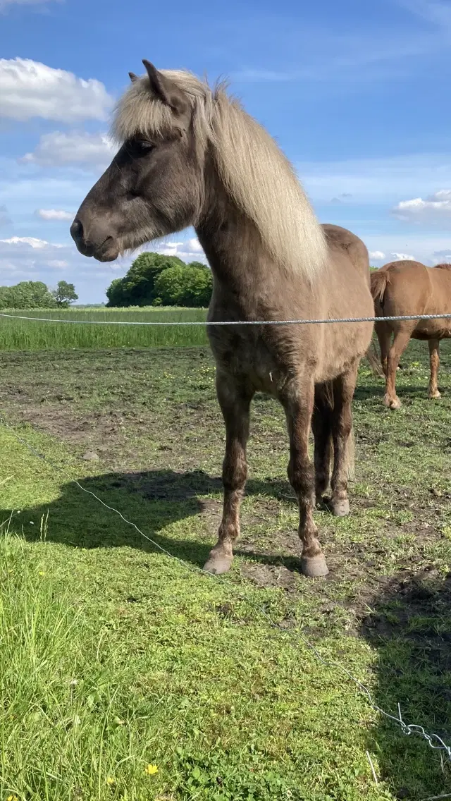 Skøn vindott vallak med blikfang