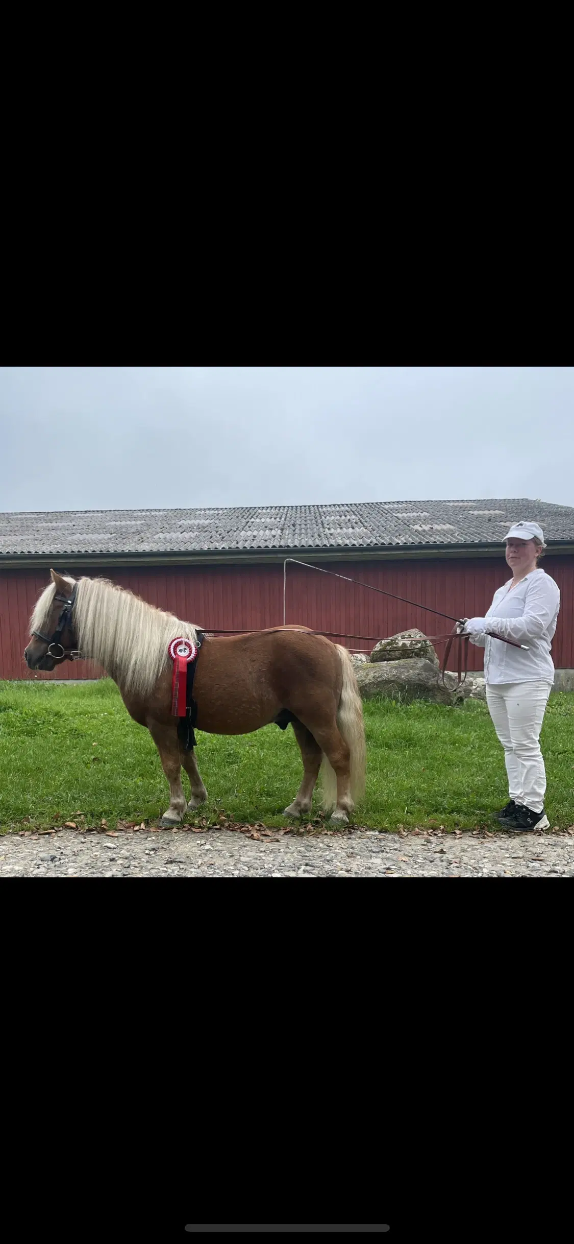 Kåret hingst sælges