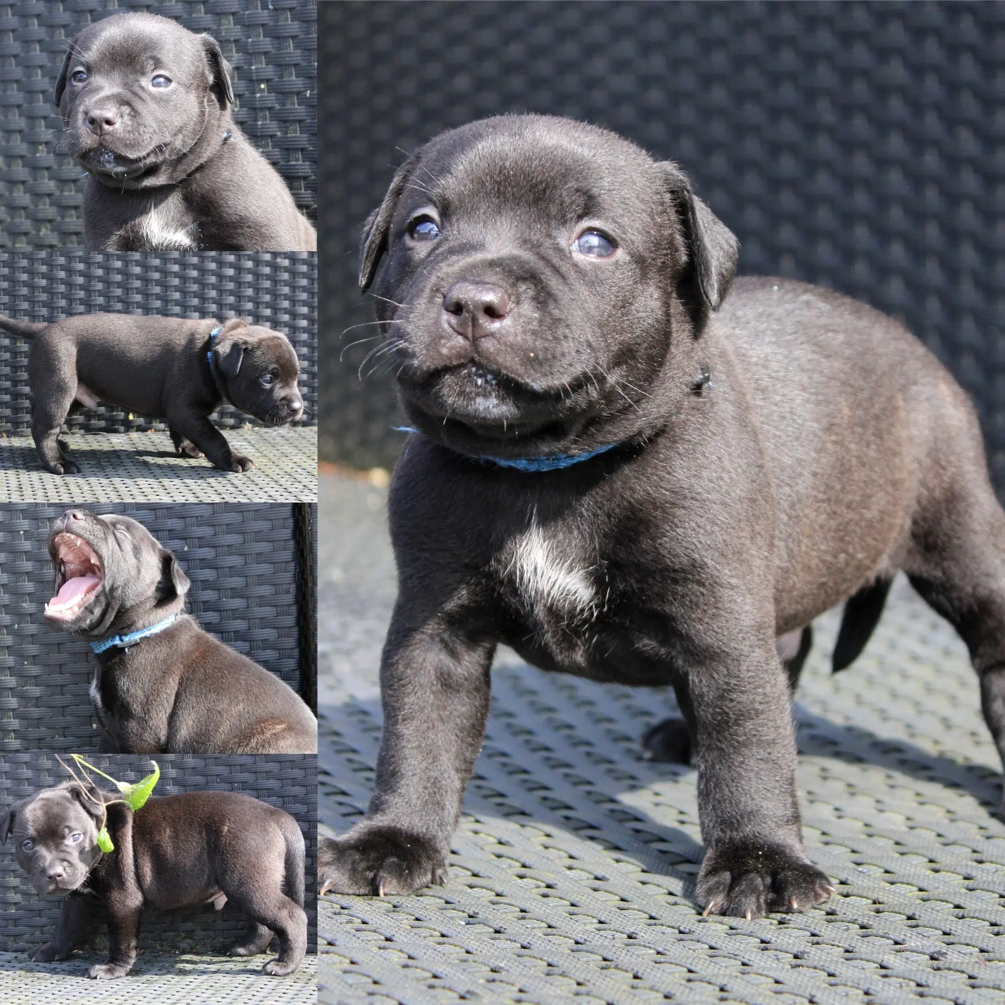 Staffordshire bull terrier