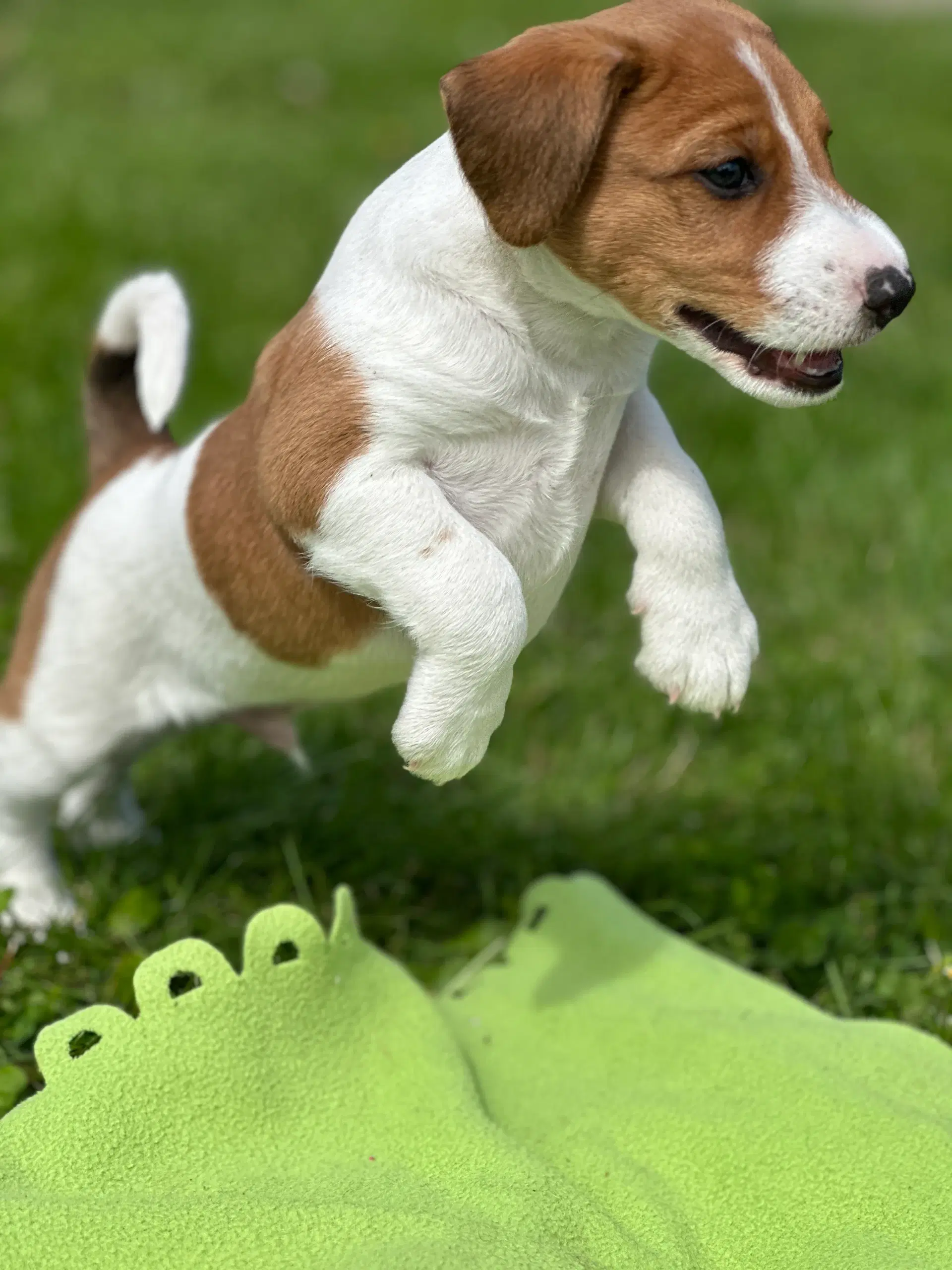 Blandingshvalp foxterrier/dansk-svensk gårdhund