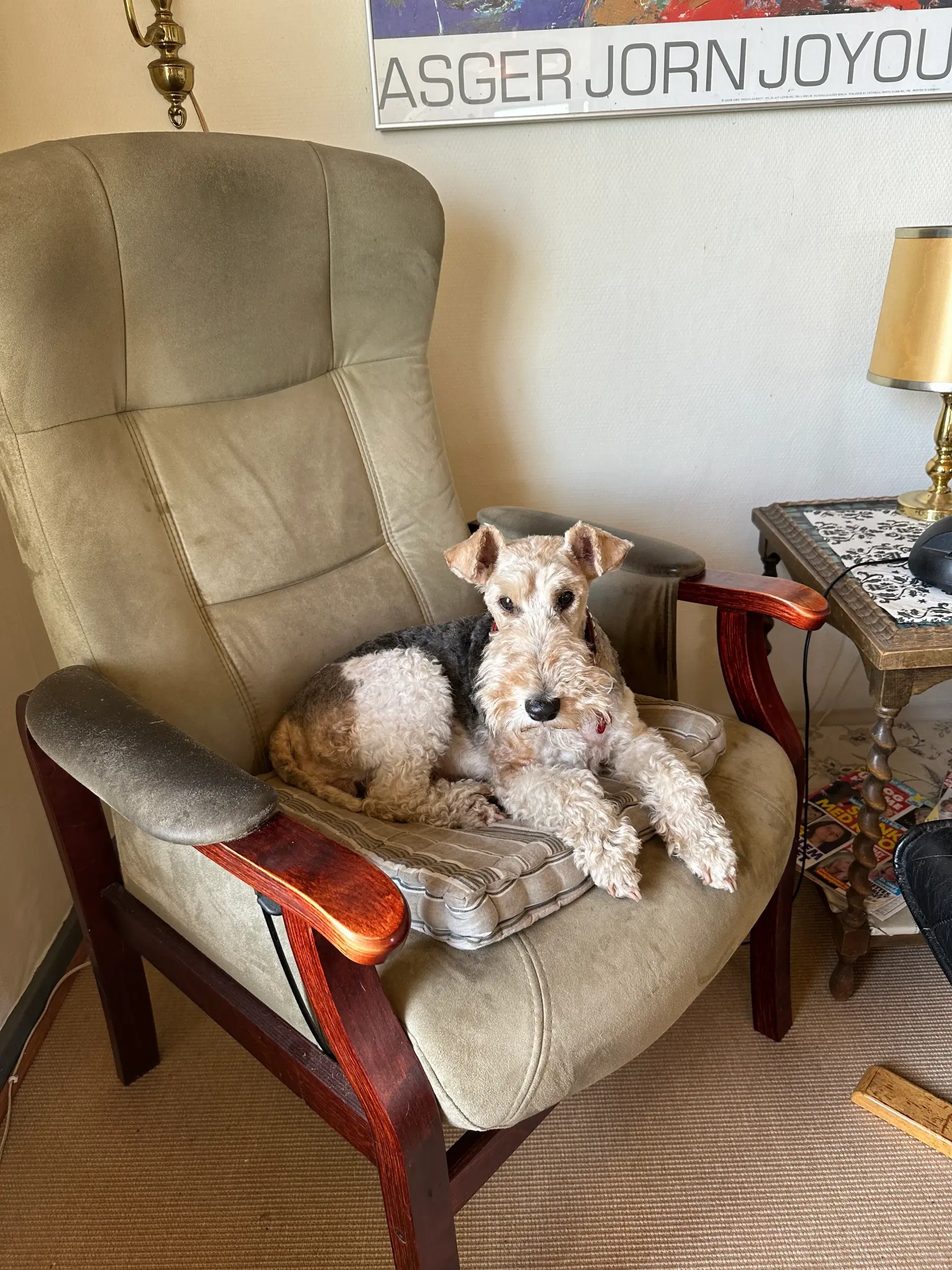 Blandingshvalp foxterrier/dansk-svensk gårdhund