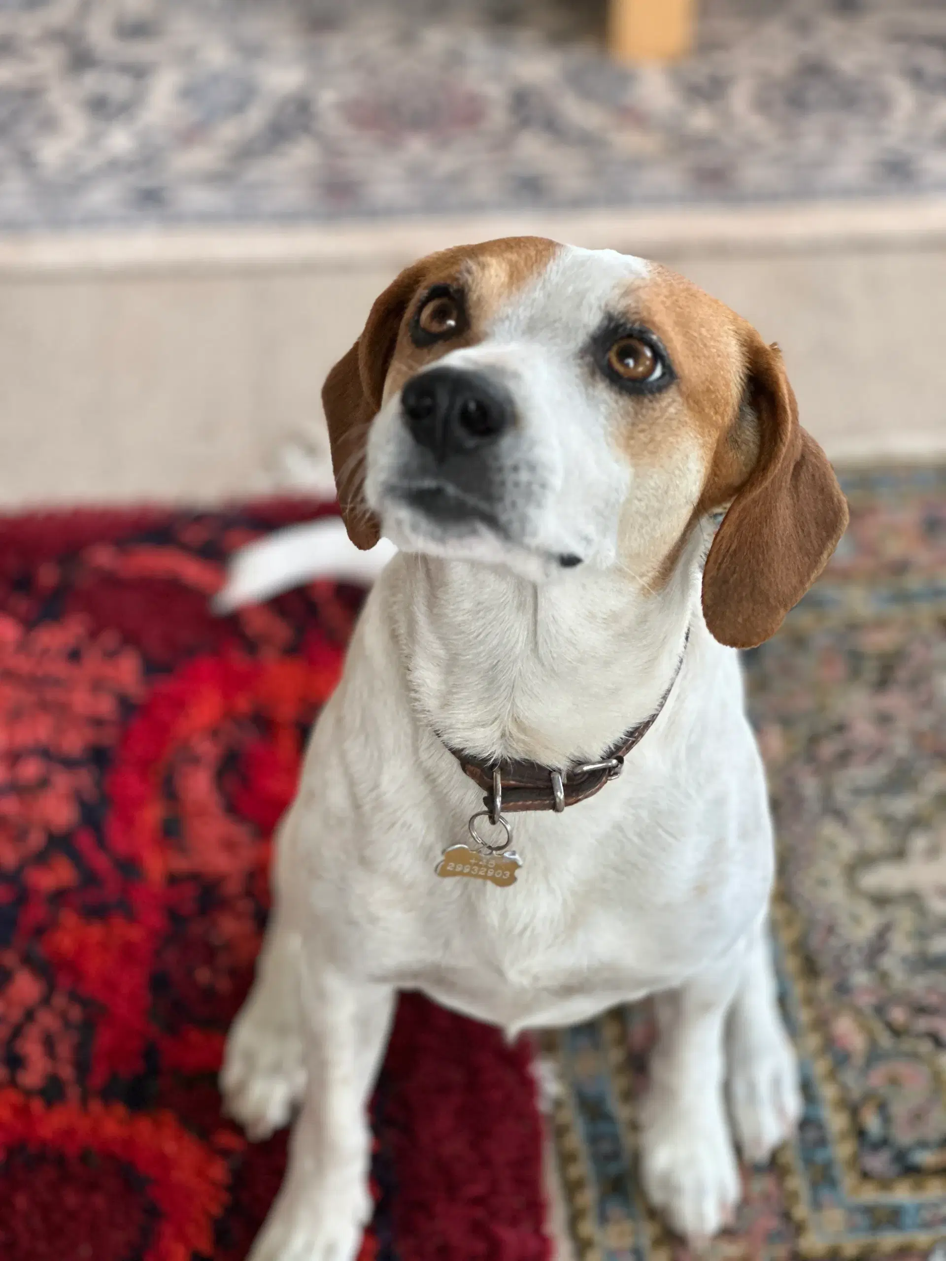 Blandingshvalp foxterrier/dansk-svensk gårdhund