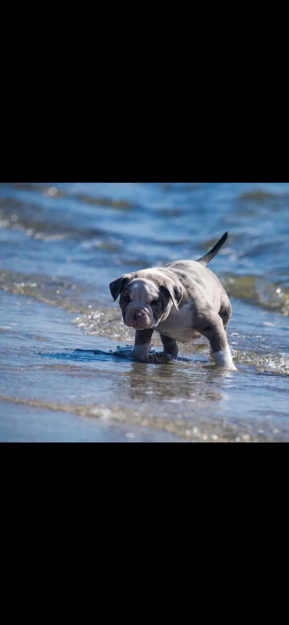 Lilac Merle American Bully Pocket ABKC hvalpe