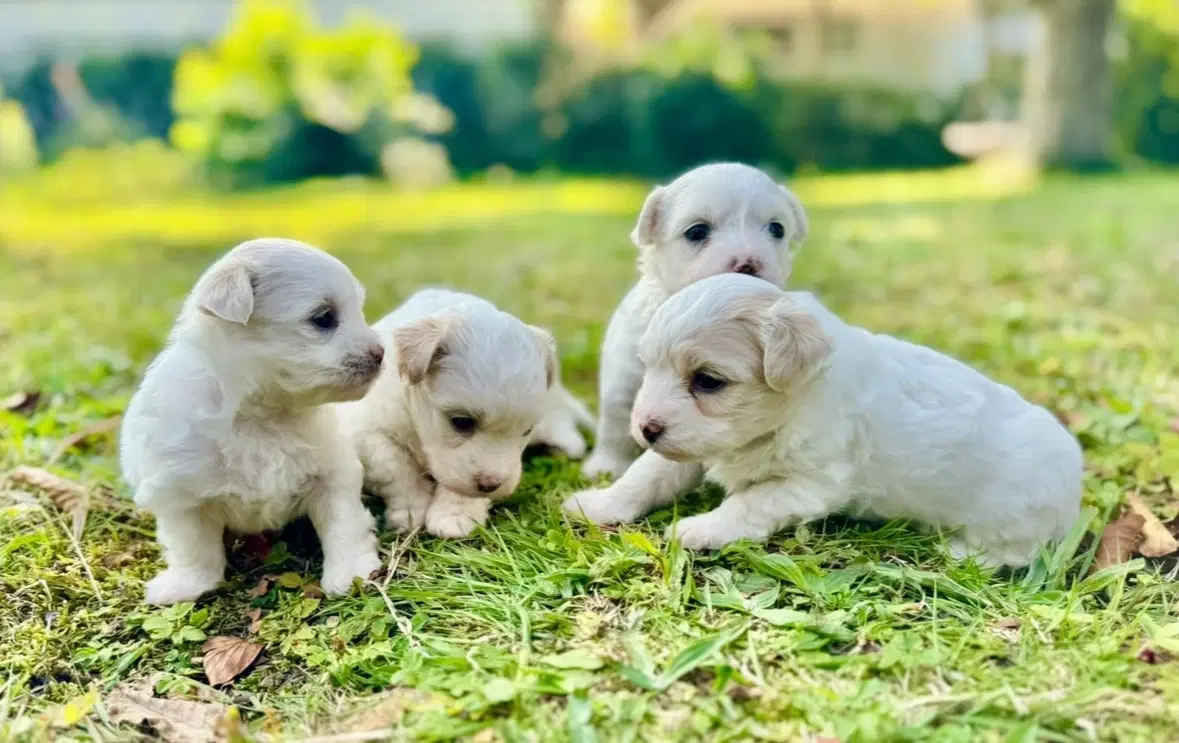 Coton de tulear Hvalpe