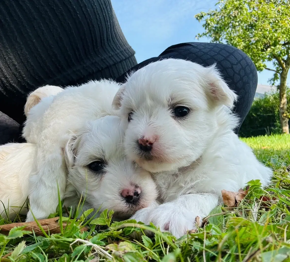 Coton de tulear Hvalpe