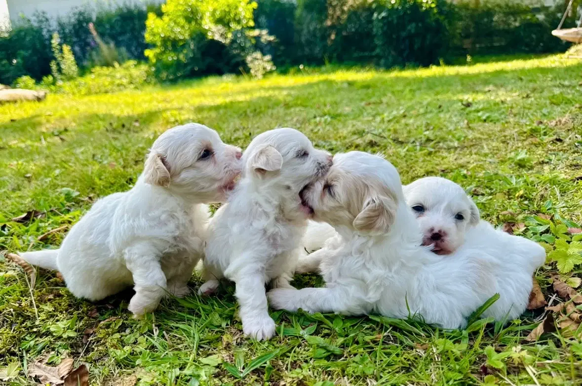 Coton de tulear Hvalpe