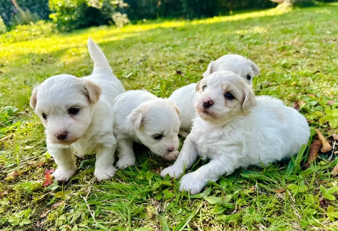 Coton de tulear Hvalpe