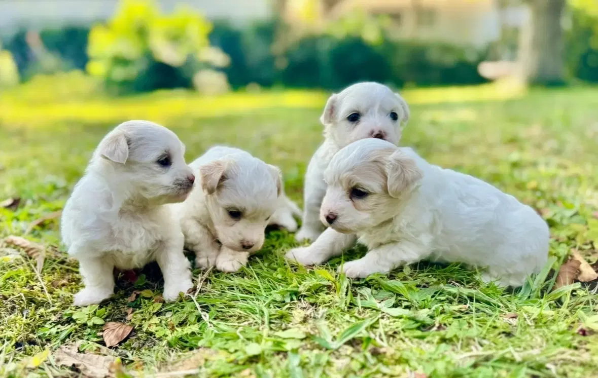 Coton de tulear Hvalpe